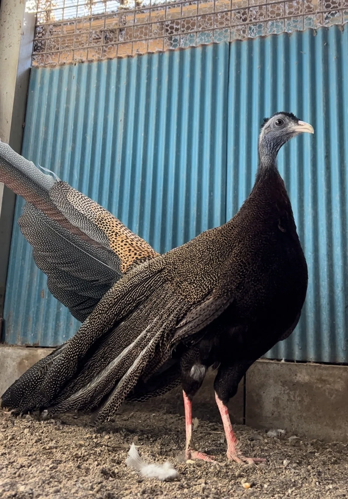 キジの尾羽の長さと温度の関係性｜鳥屋のひとりごと | 高橋琉河