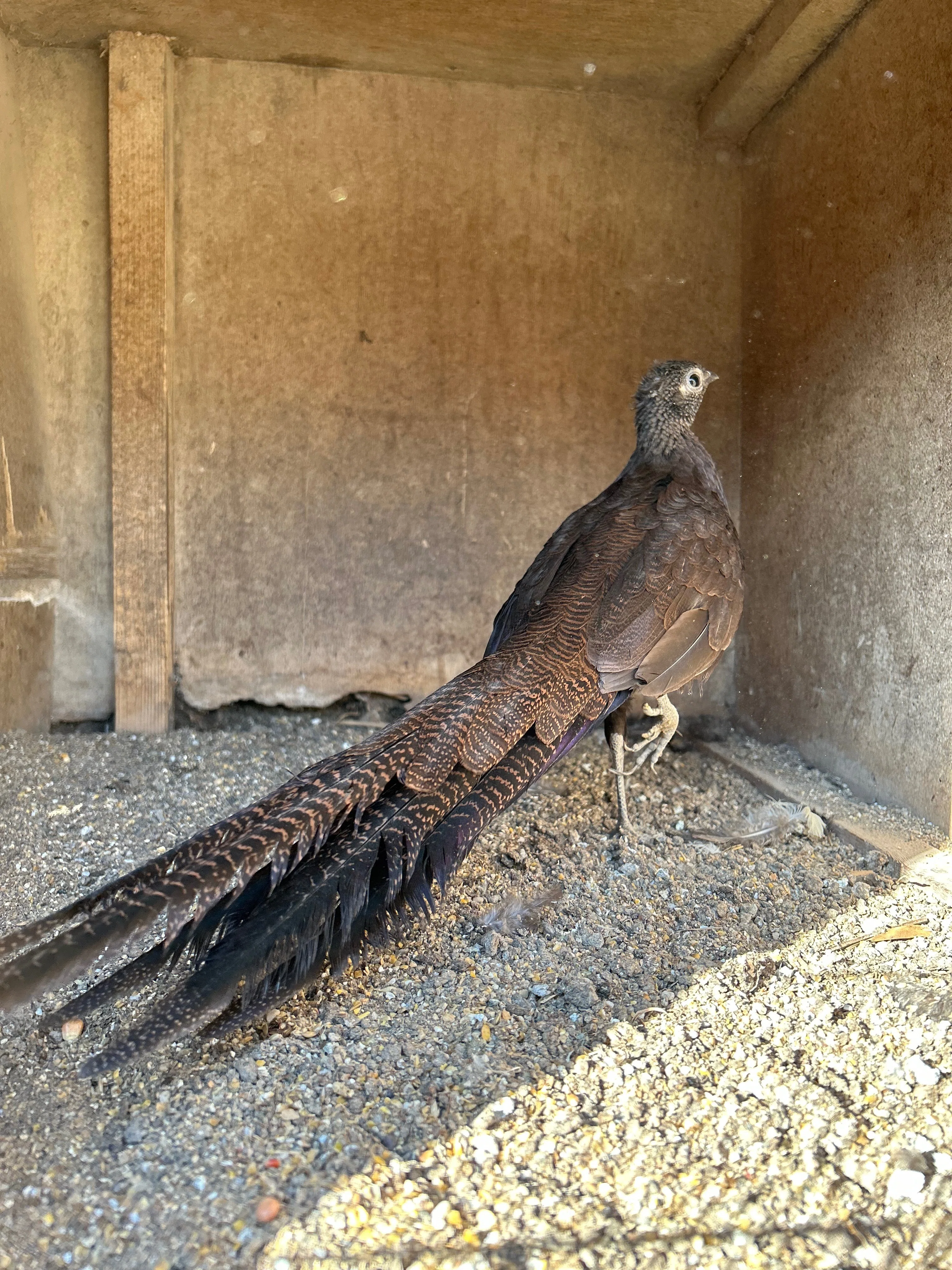 キジの尾羽の長さと温度の関係性｜鳥屋のひとりごと | 高橋琉河
