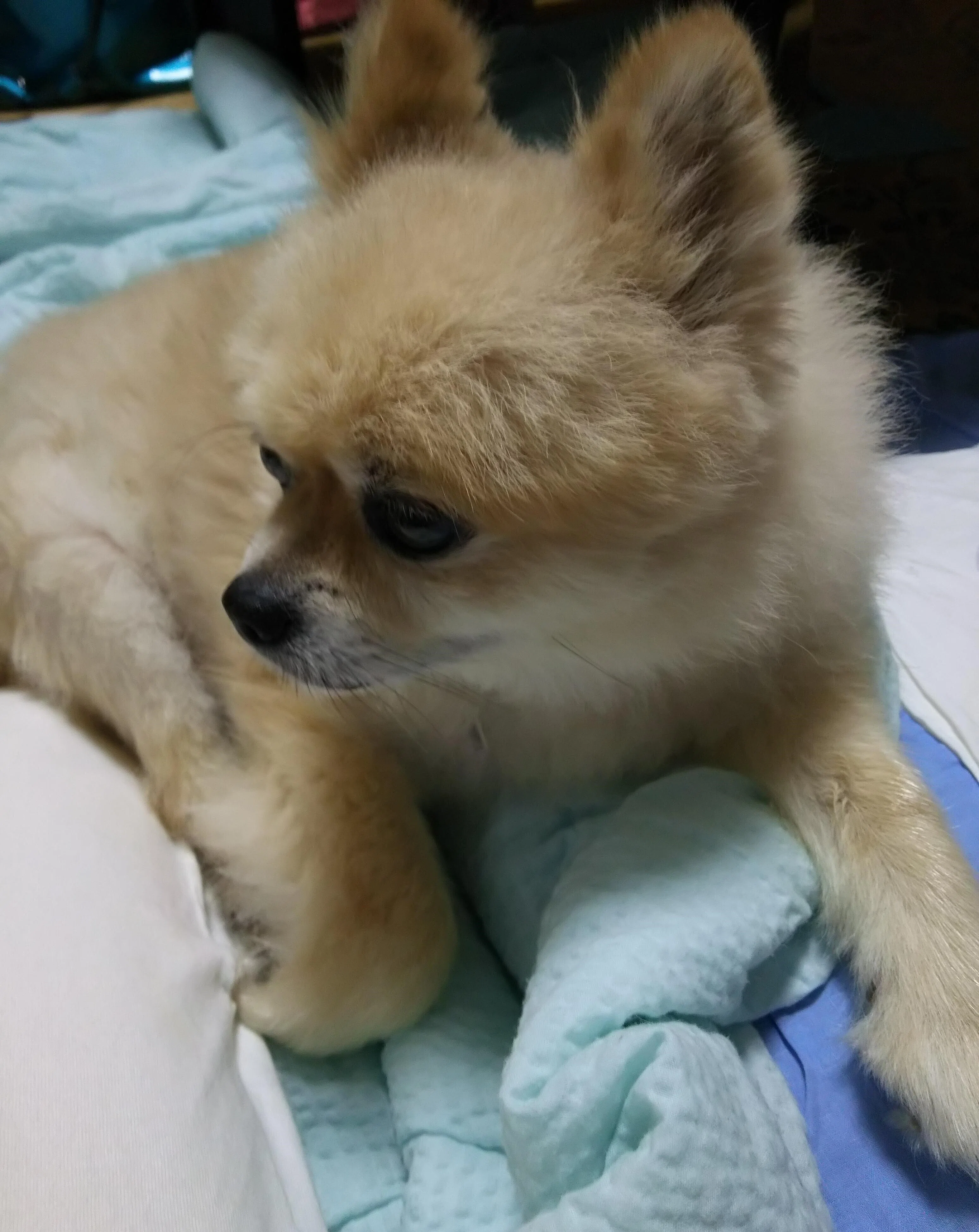 vol.27｜家族の真ん中にいた愛犬。悲しさは中に溜め込まず、自分の外に