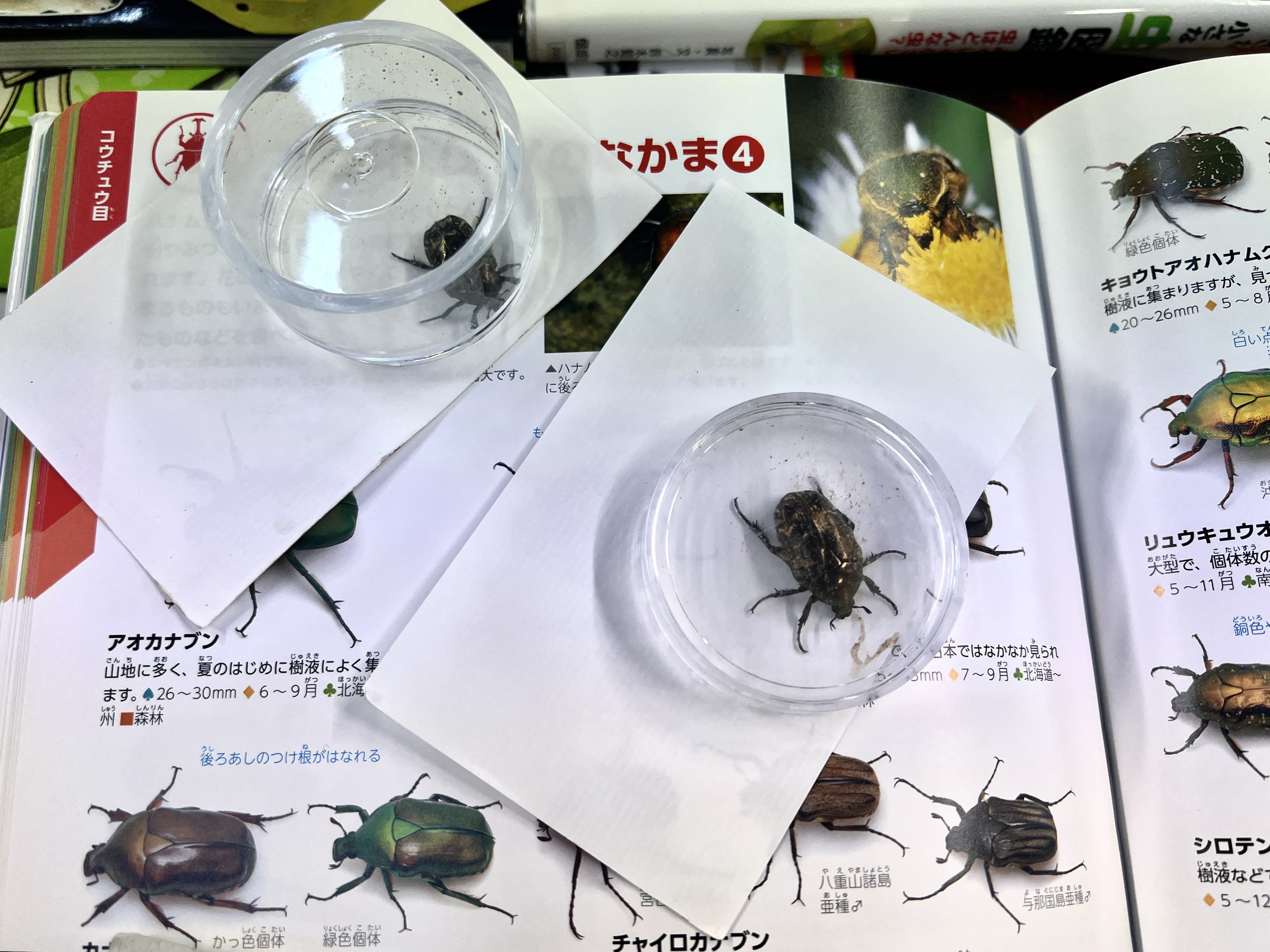 沖縄昆虫野外観察図鑑 5.6.7 沖縄昆虫野外観察図鑑 5.6.7 Amazon.co.