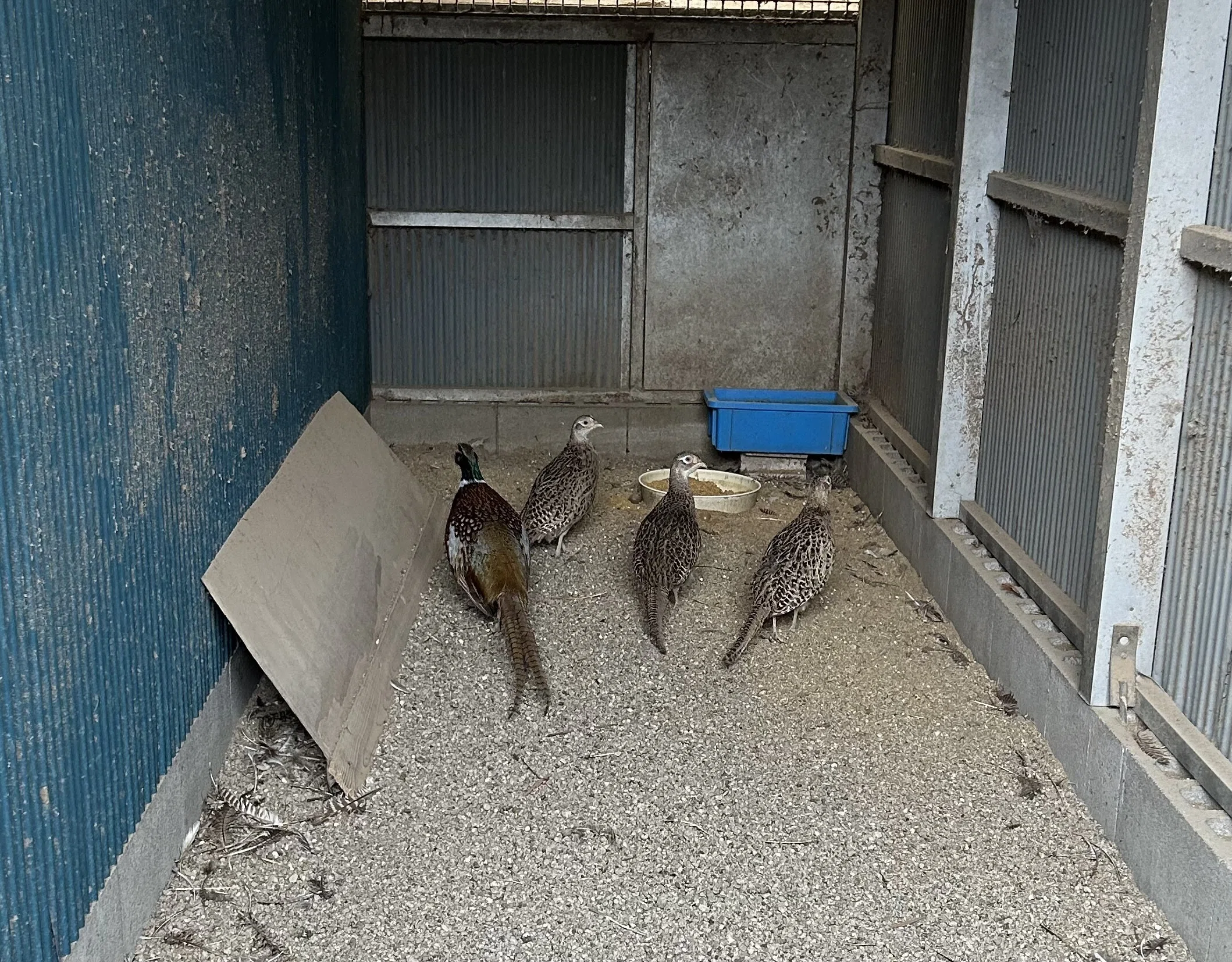 キジの尾羽の長さと温度の関係性｜鳥屋のひとりごと | 高橋琉河