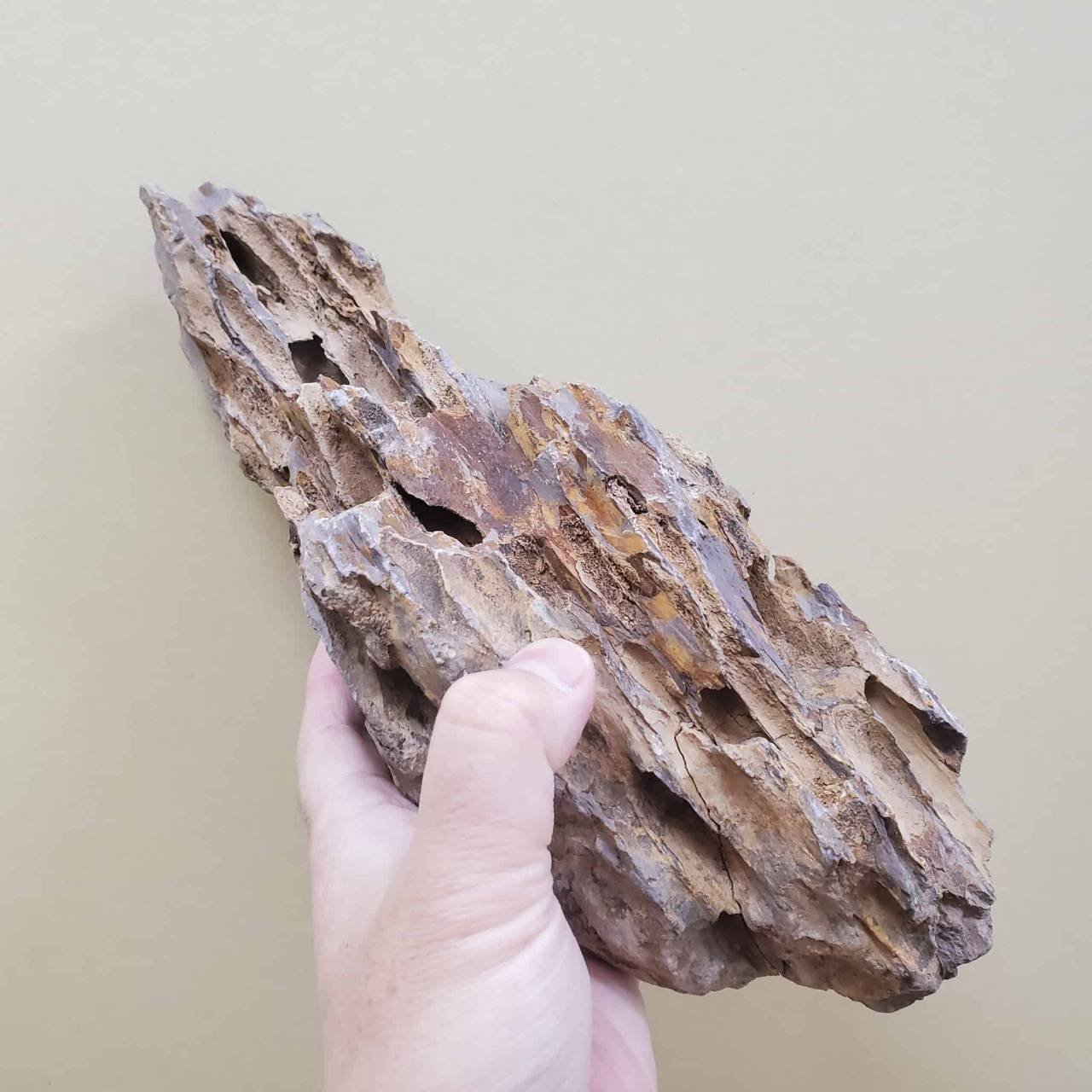 アクアリウムやテラリウムで使える石 気孔石｜moss paradise3055