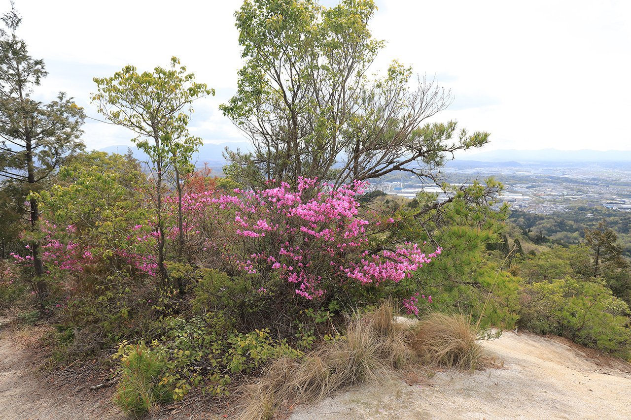 カット23 十二坊岩根山のツツジ｜sasayan