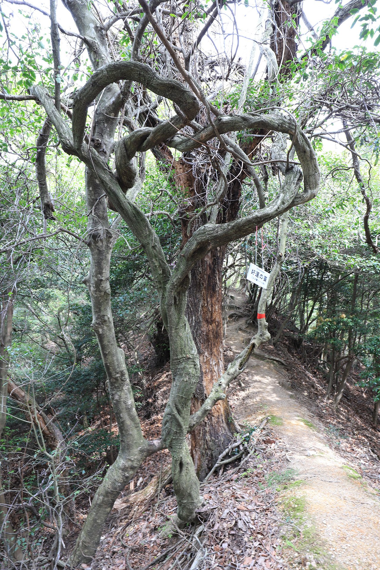 カット23 十二坊岩根山のツツジ｜sasayan