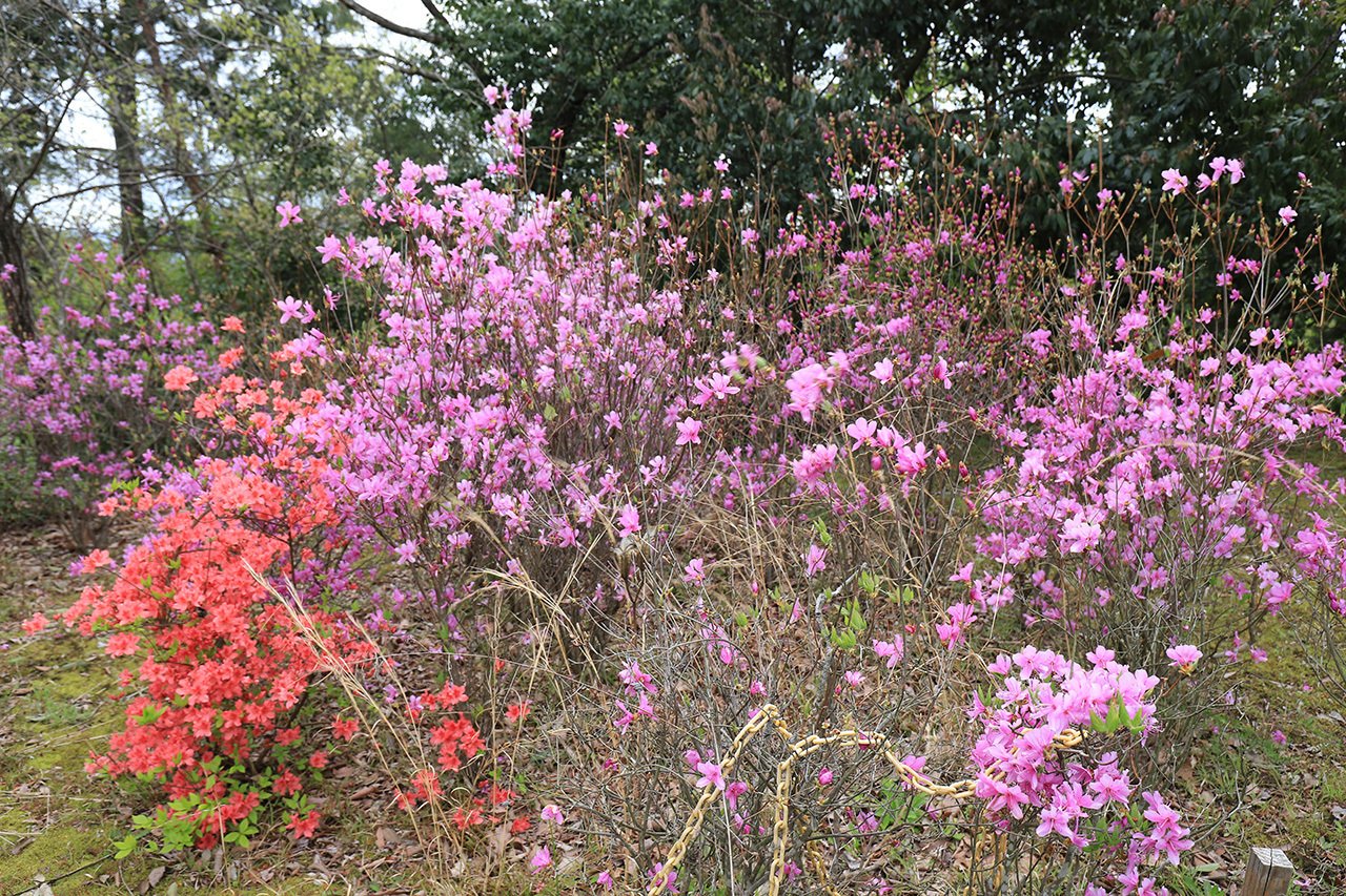 カット23 十二坊岩根山のツツジ｜sasayan
