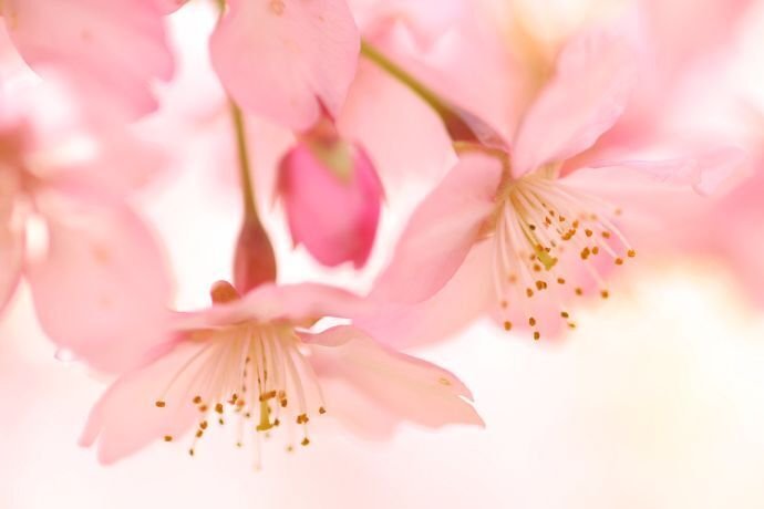 河合美江、「桜花」、希少画集の額装画、四季、風景、人気作品