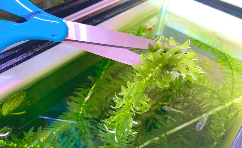 大繁殖するアナカリスで目に優しい癒やしのボトルを作る｜ユーラギユウ