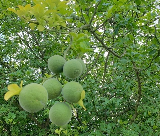 の*ん様 みかんの木（未成熟果実付き）シークワーサー シークヮーサー