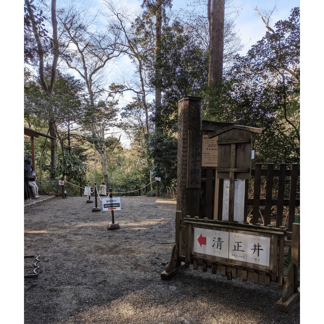 まだ決まっておりません！クスノキ 幹 三本セット まだ決まっておりません！クスノキ 幹 三本セット