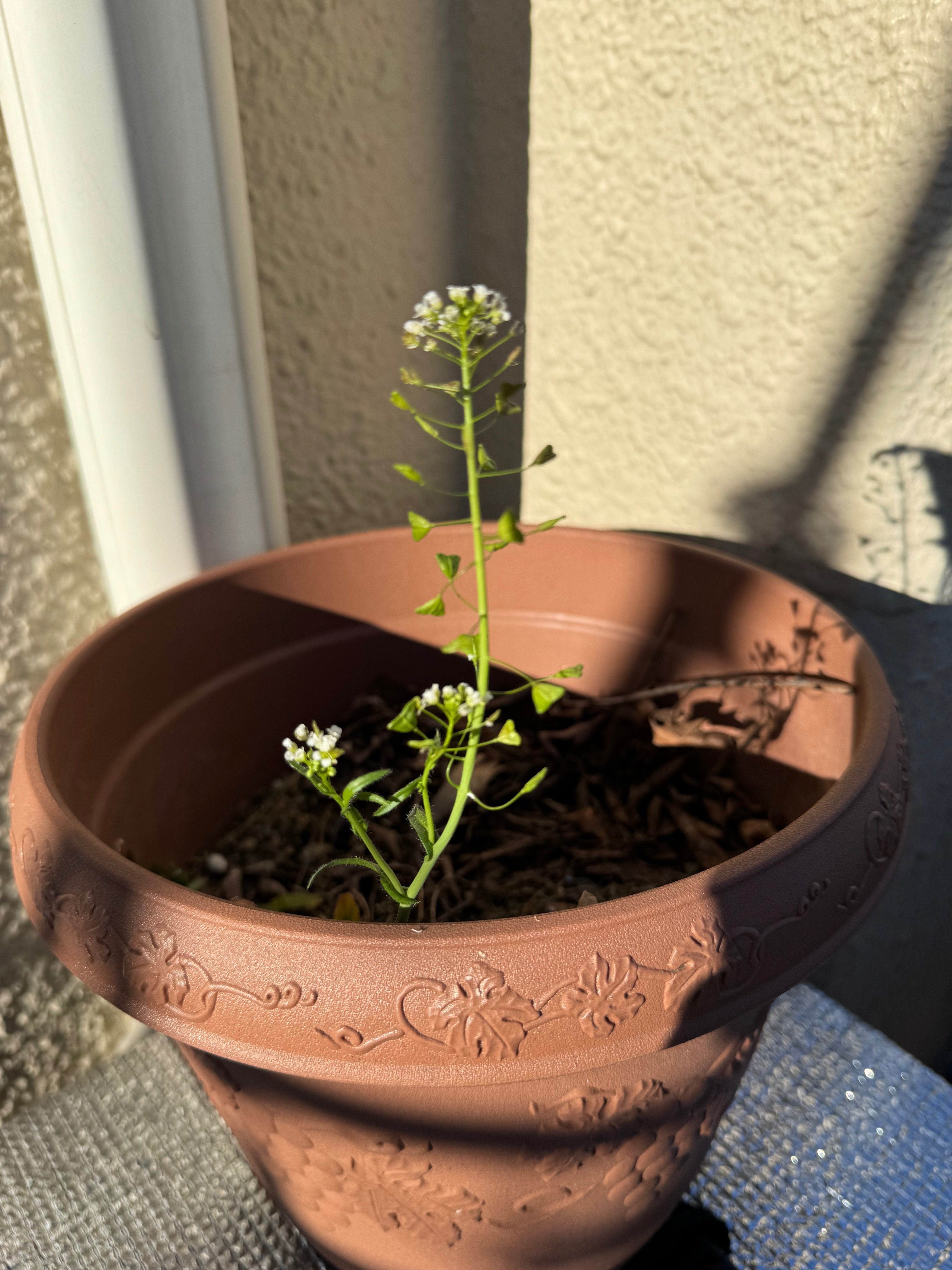 ペンペン草＆In the Bulb There Is a Flower｜saho045