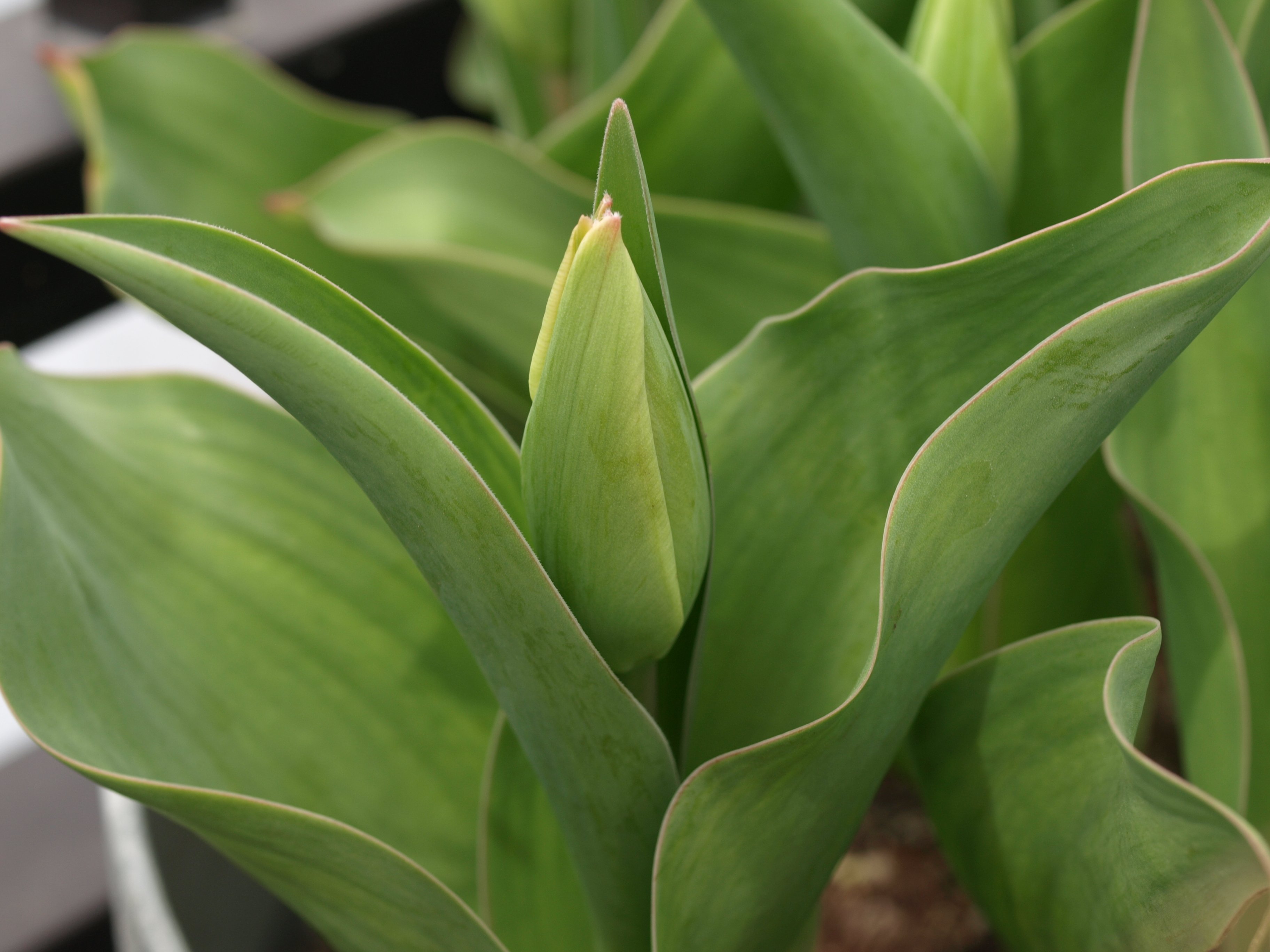 虫を呼ぶ花のデザイン vol.1 そうだ白くしよう｜瀬戸 裕紀