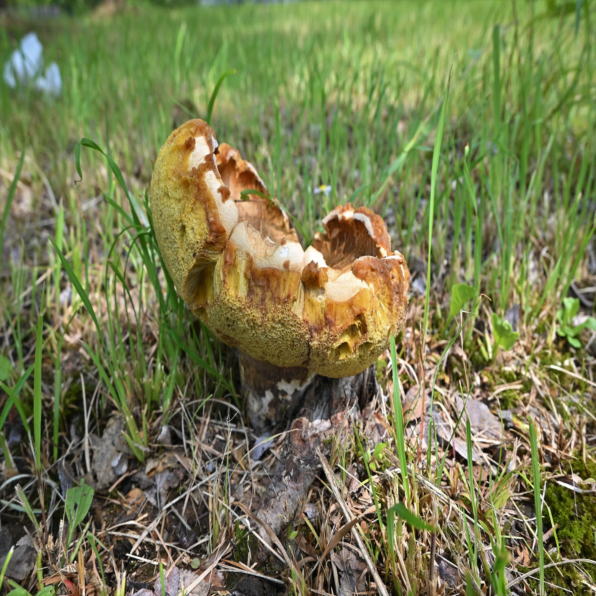 ポルチーニは公園で｜ゆたし