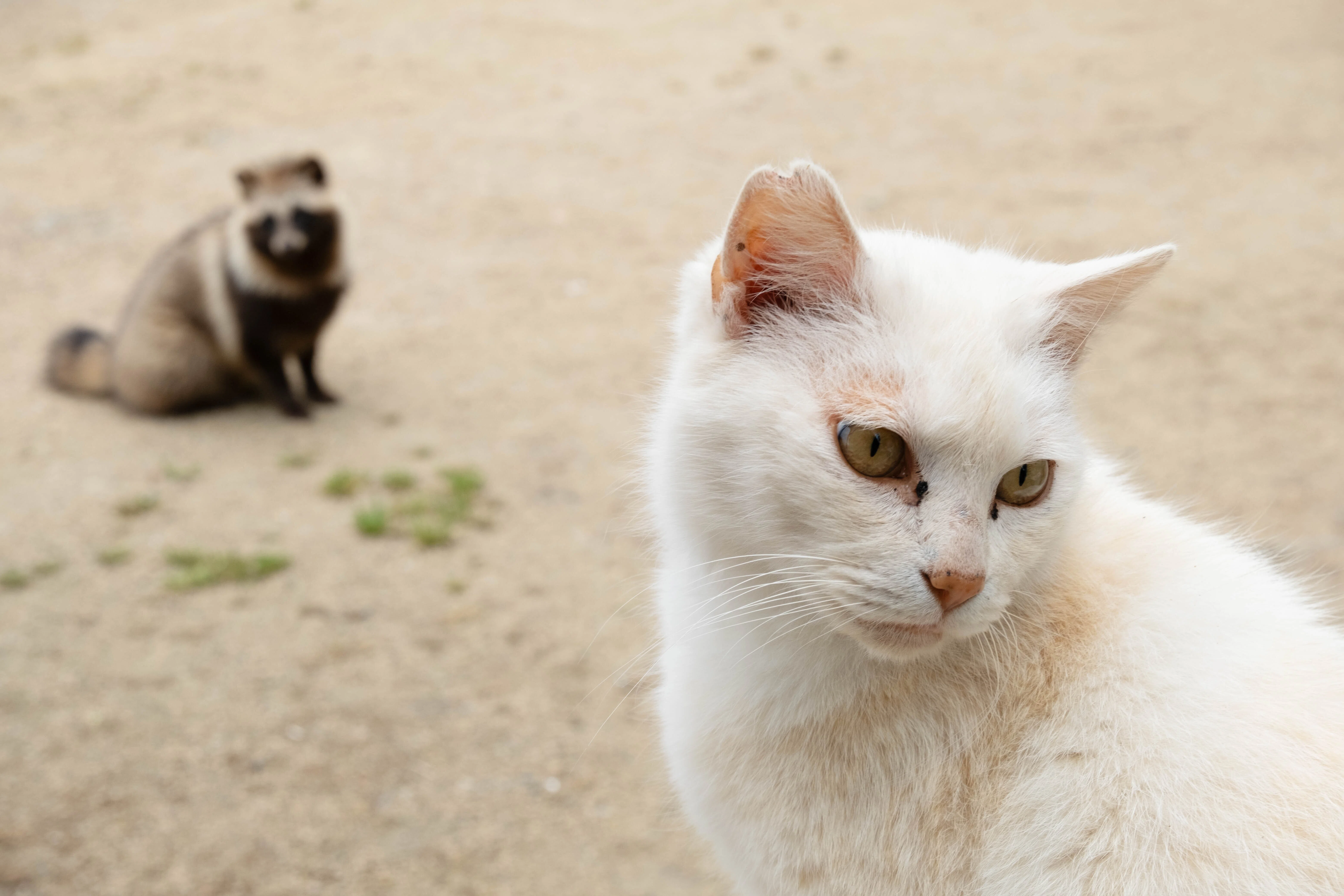 猫とたぬきの写真 猫パンチ動画も cat and tanuki Photo｜yohaku_photo