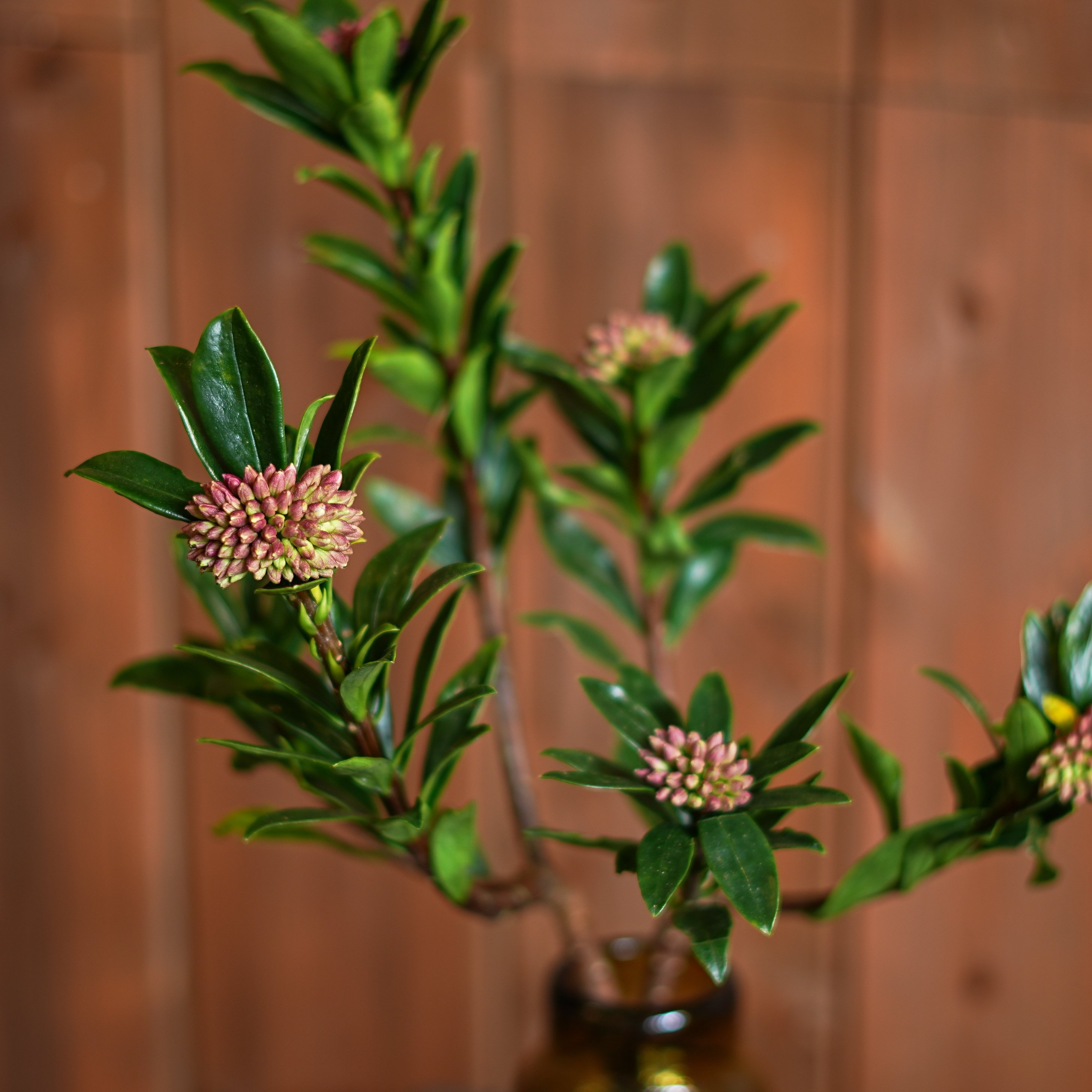 今日の花 沈丁花｜花屋のラフ