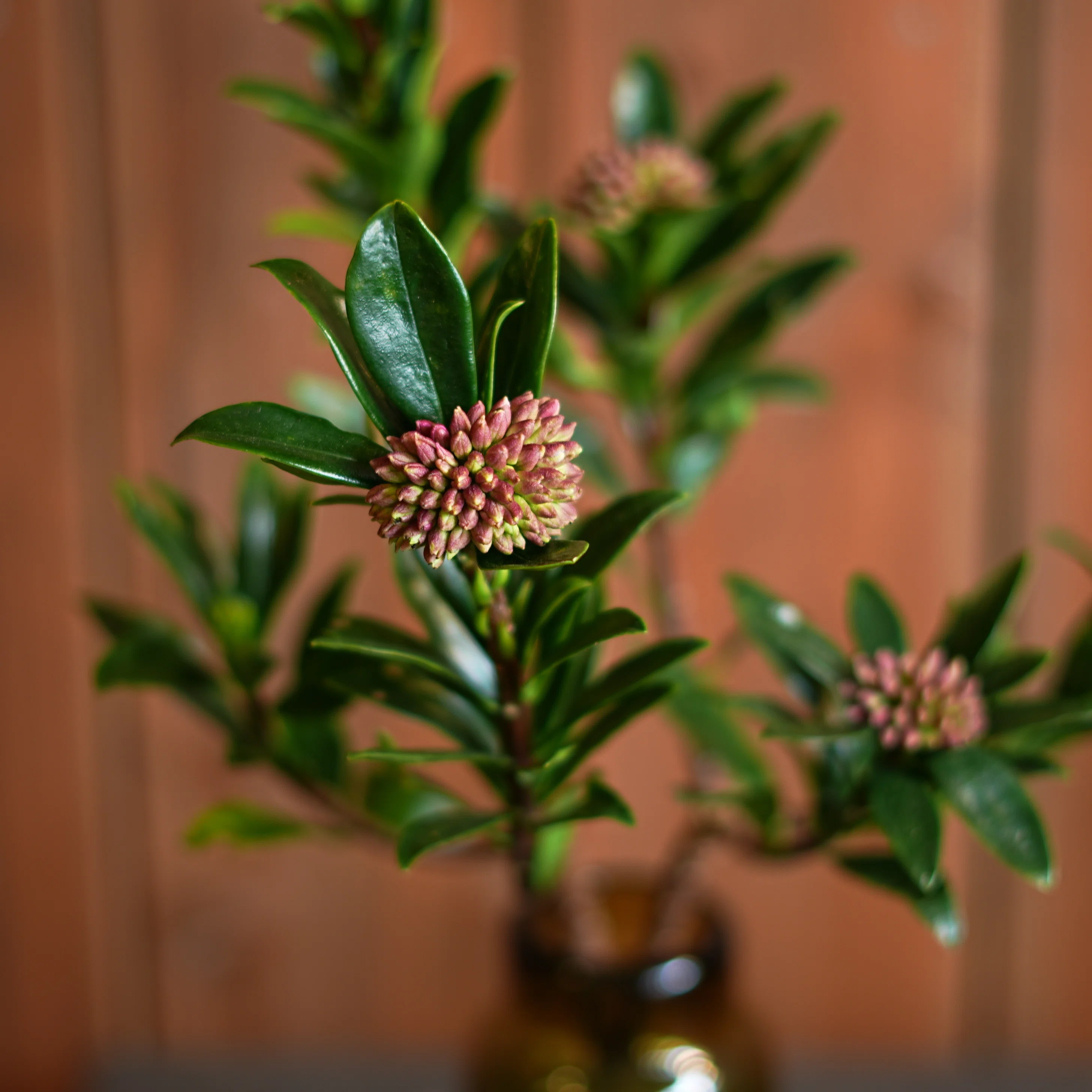 今日の花 沈丁花｜花屋のラフ