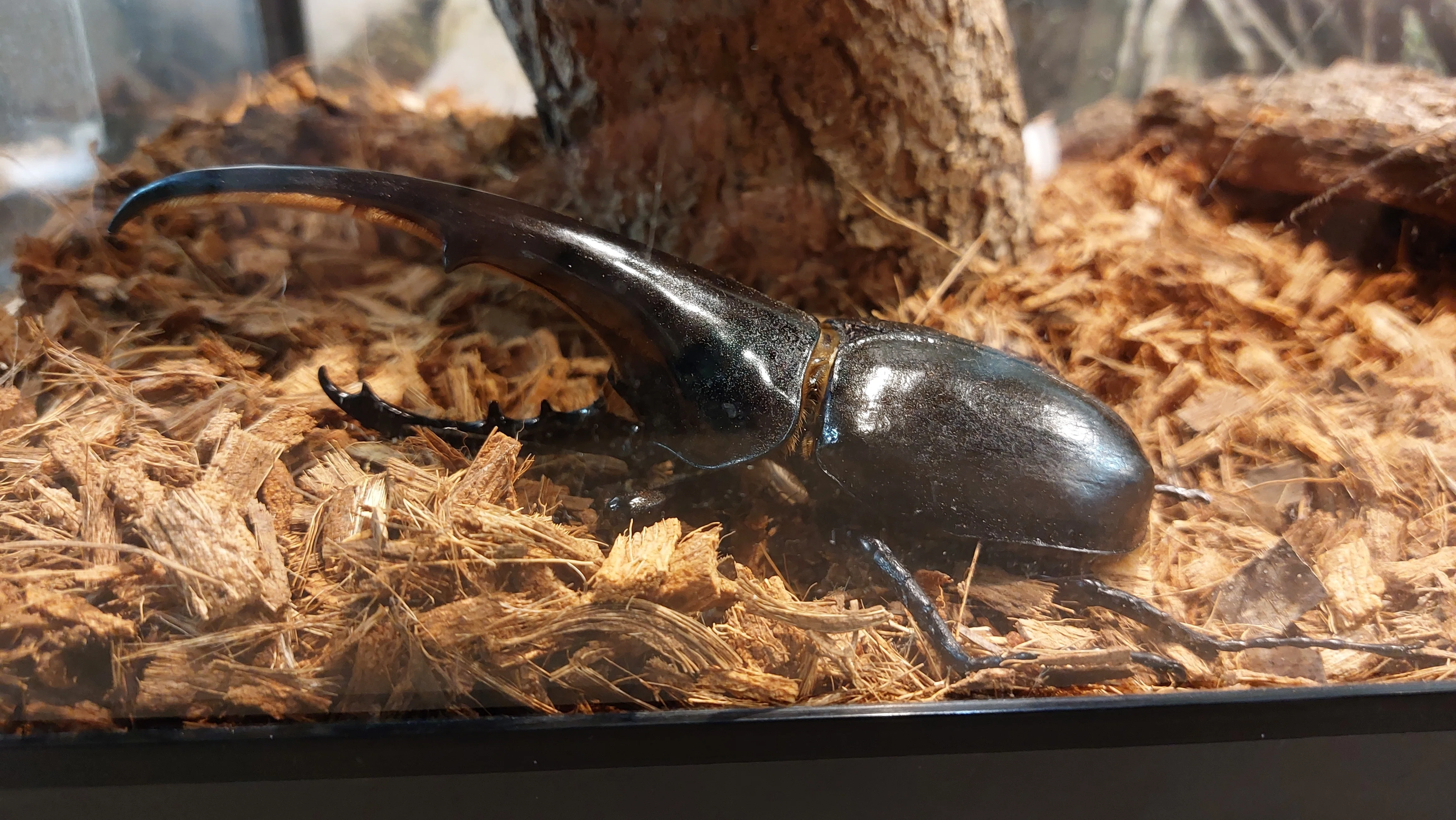 2025年2月のコミュニティデイ 足立区生物園｜竹□生