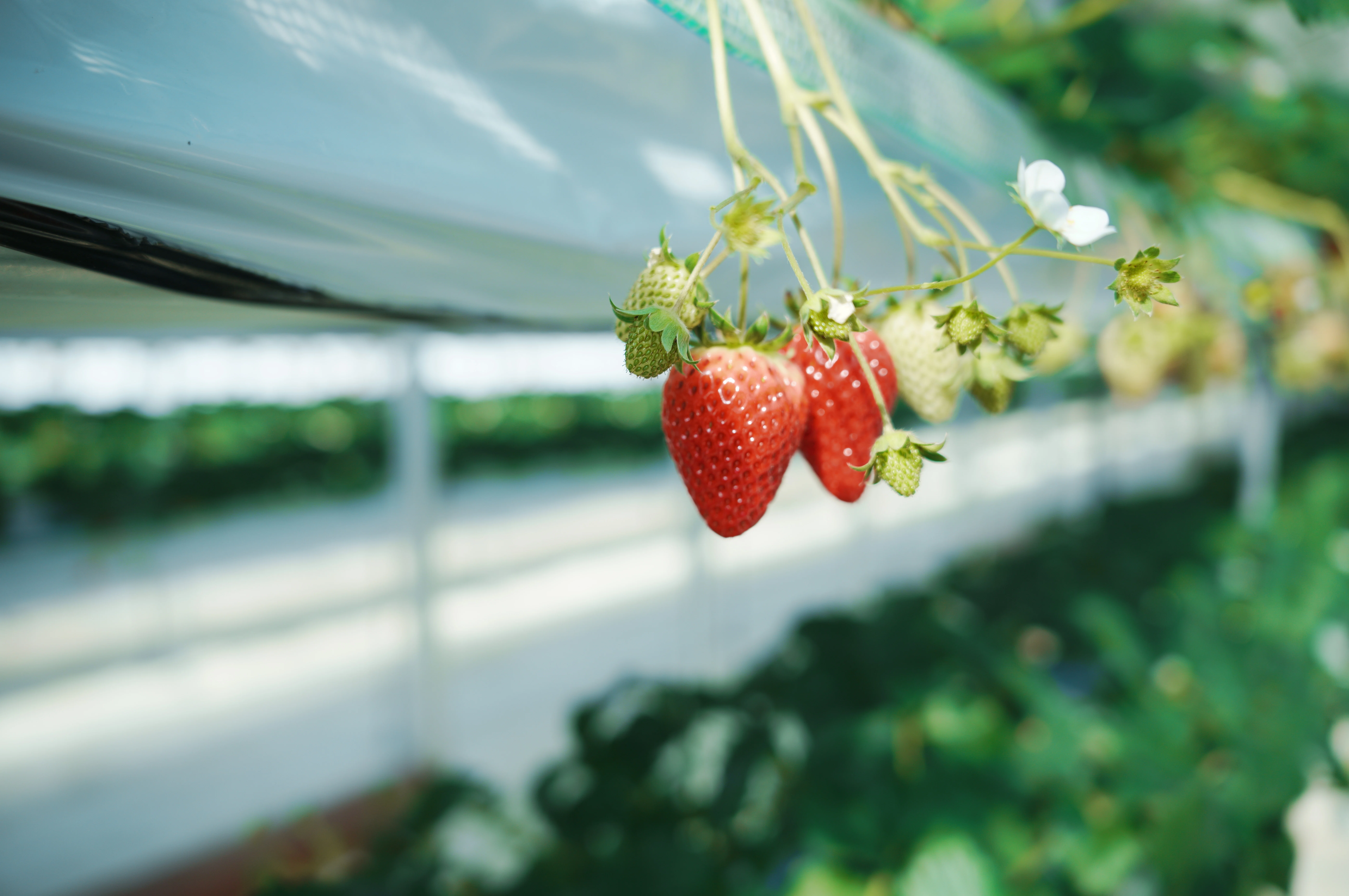 Strawberry Picking Experience Report] The 