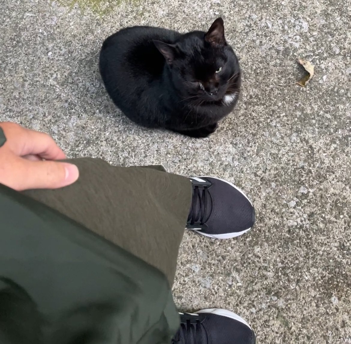 捨てられて間もなくボス猫に成り上がった黒猫｜とみりゅうの衝動