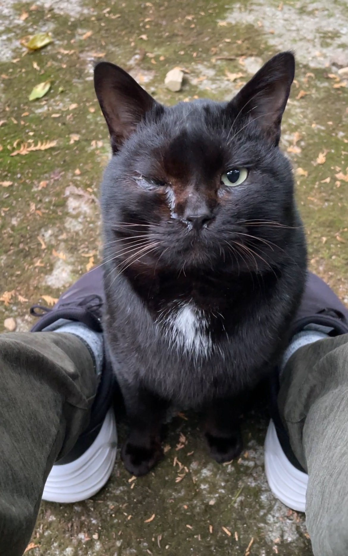 捨てられて間もなくボス猫に成り上がった黒猫｜とみりゅうの衝動