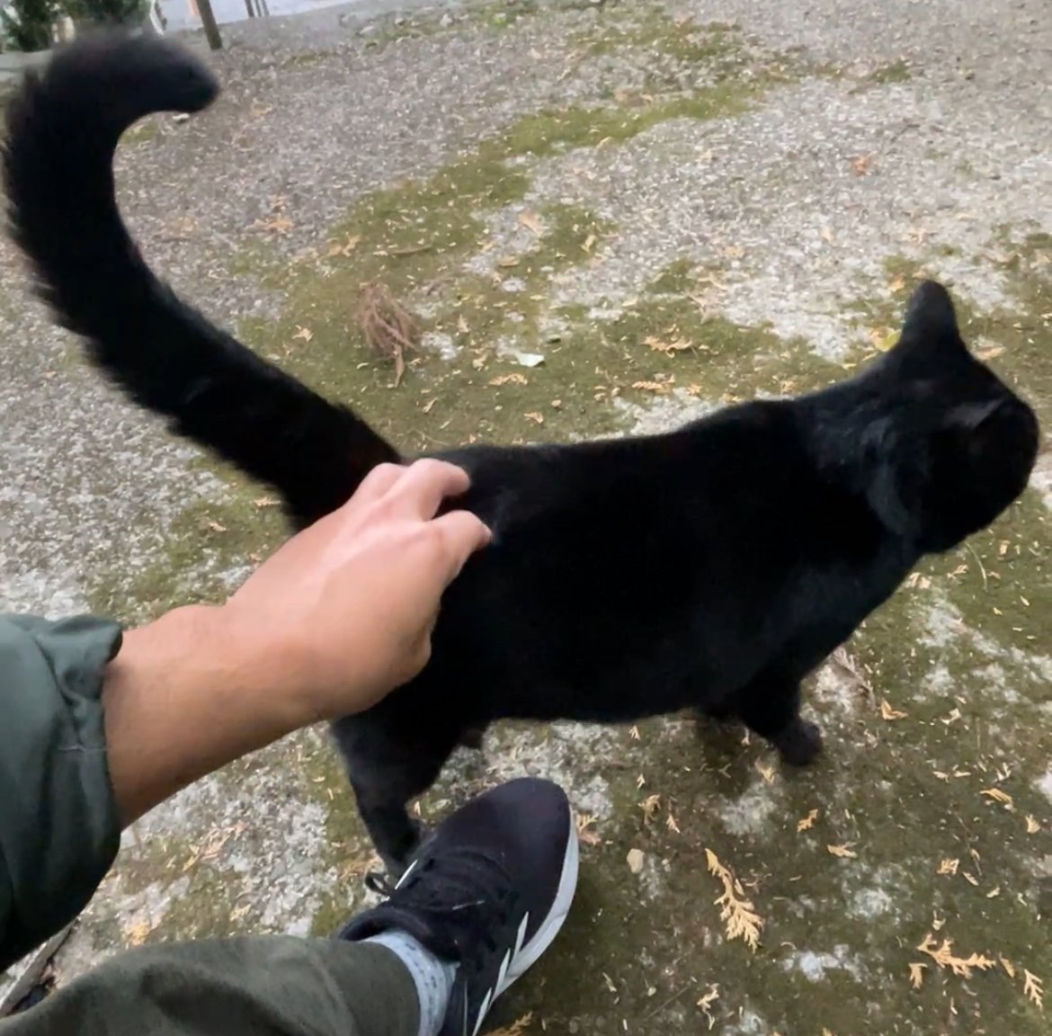 楽天市場】Kosen ケーセン ドイツ製 ぬいぐるみ 黒猫立ち姿（大