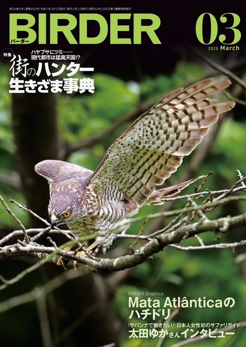 BIRDER2025年3月号の見どころ｜ブンイチ（文一総合出版）