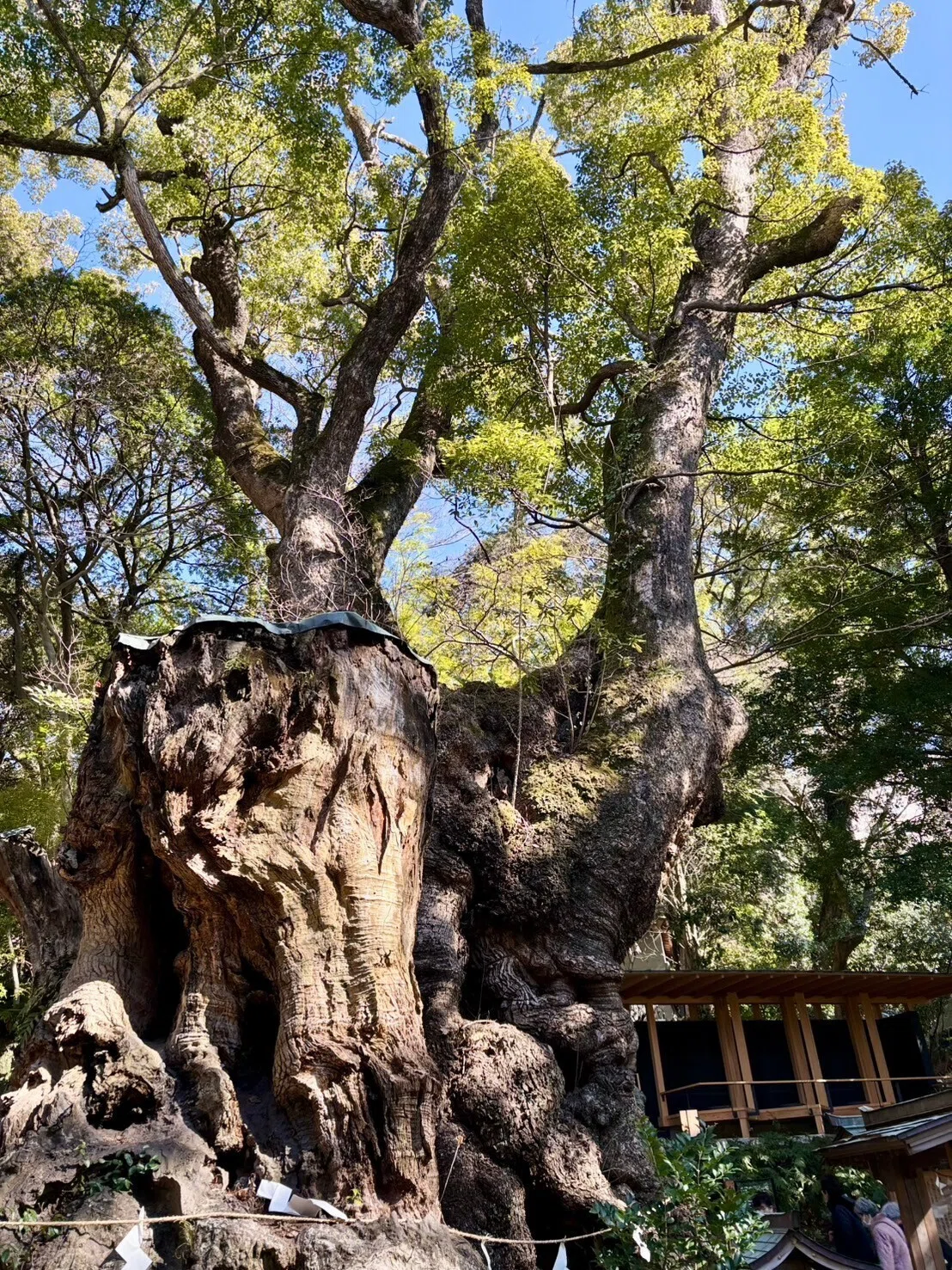 樹齢2100年の奇跡!「神秘の御神木と伝説!熱海來宮神社の魅力」|人生好転note「神社参拝」