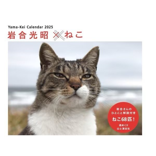 吾輩の猫である。猫を飼えない猫好きの、私が愛するネコレクション｜あ