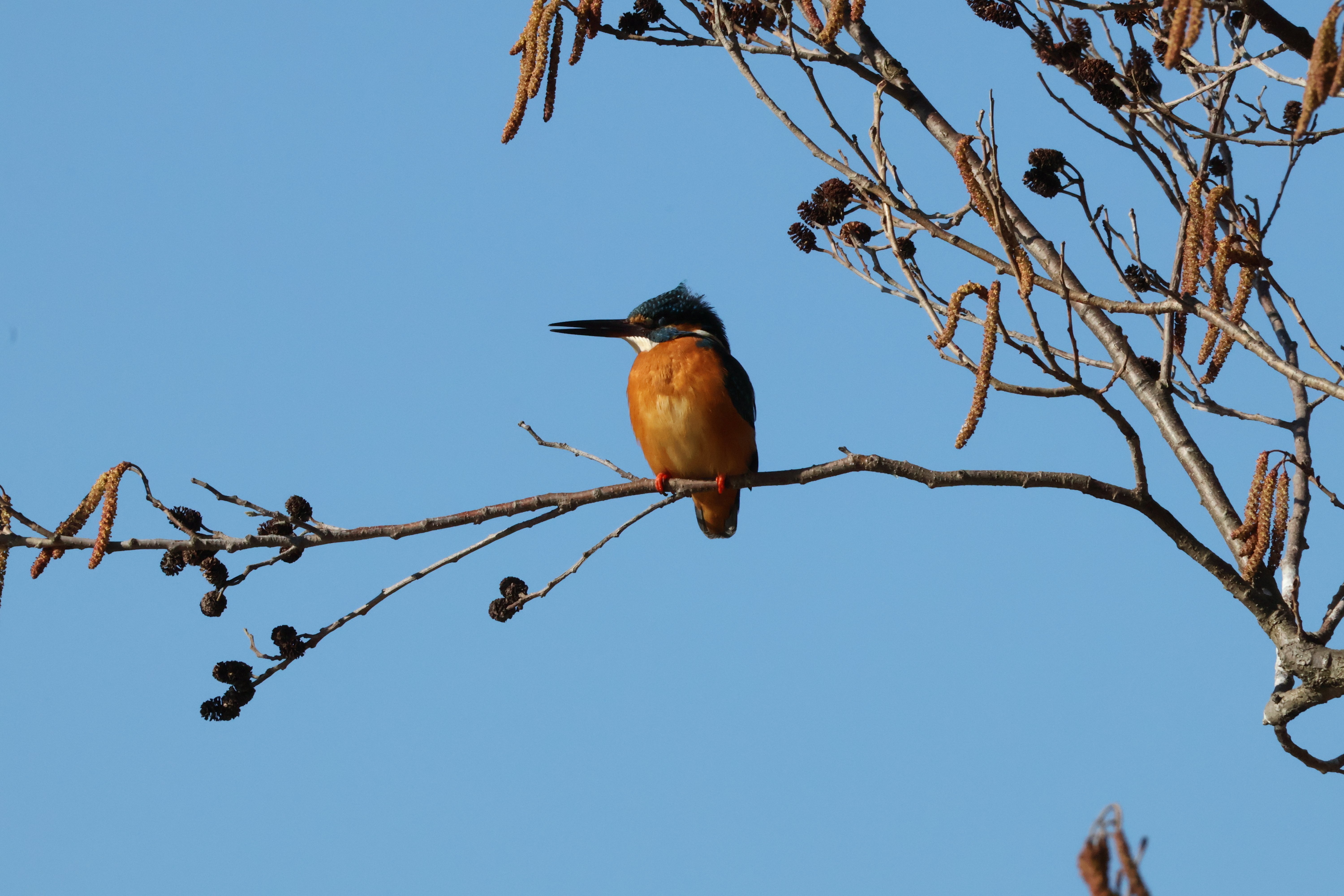カワセミマシマシな水元公園｜maru