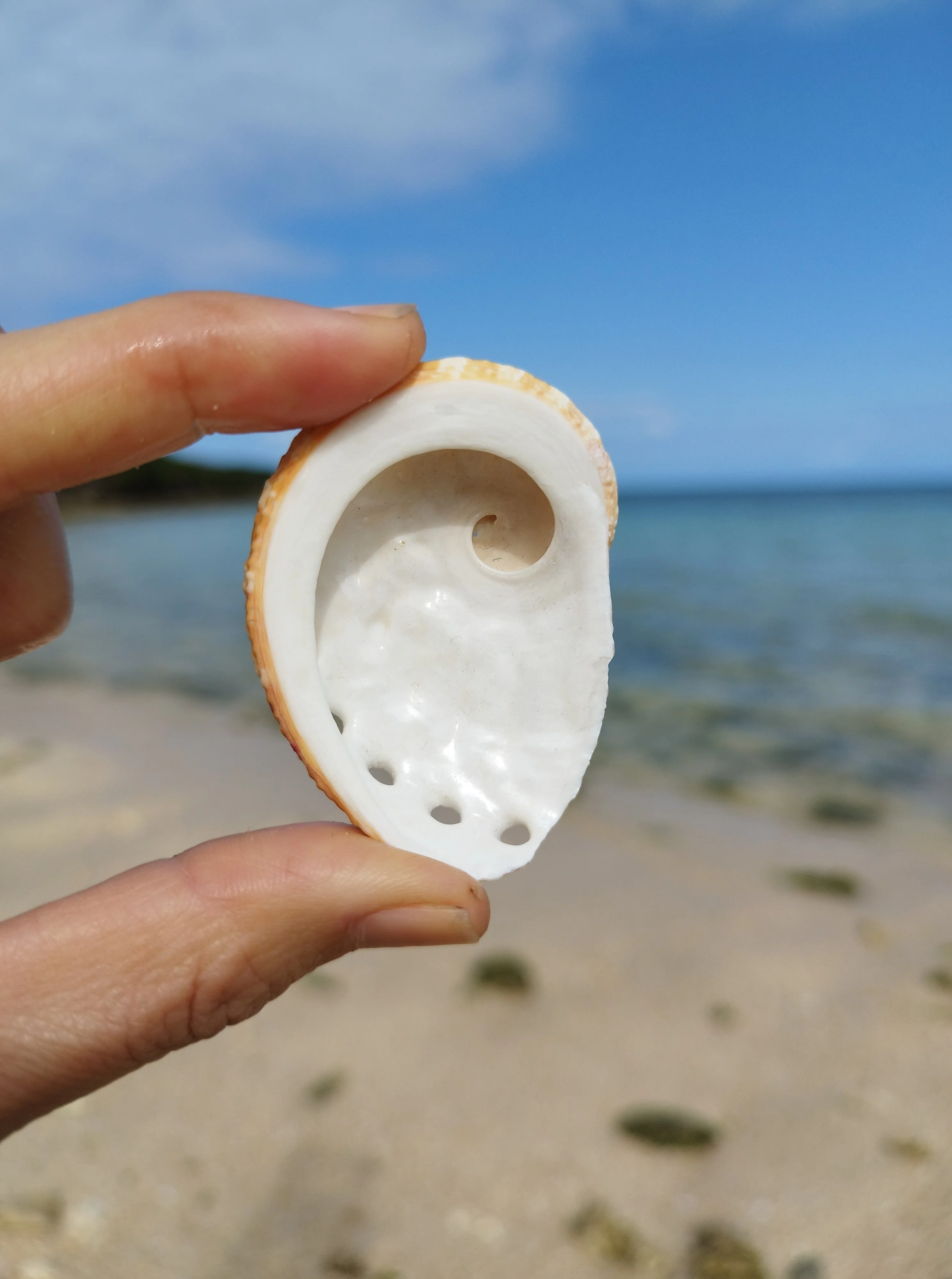 We discovered a seashell inside our own bodies!!｜shellmania ∞ shellwing