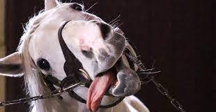 突然のゴールドシップ｜Tuko I ： 感想家