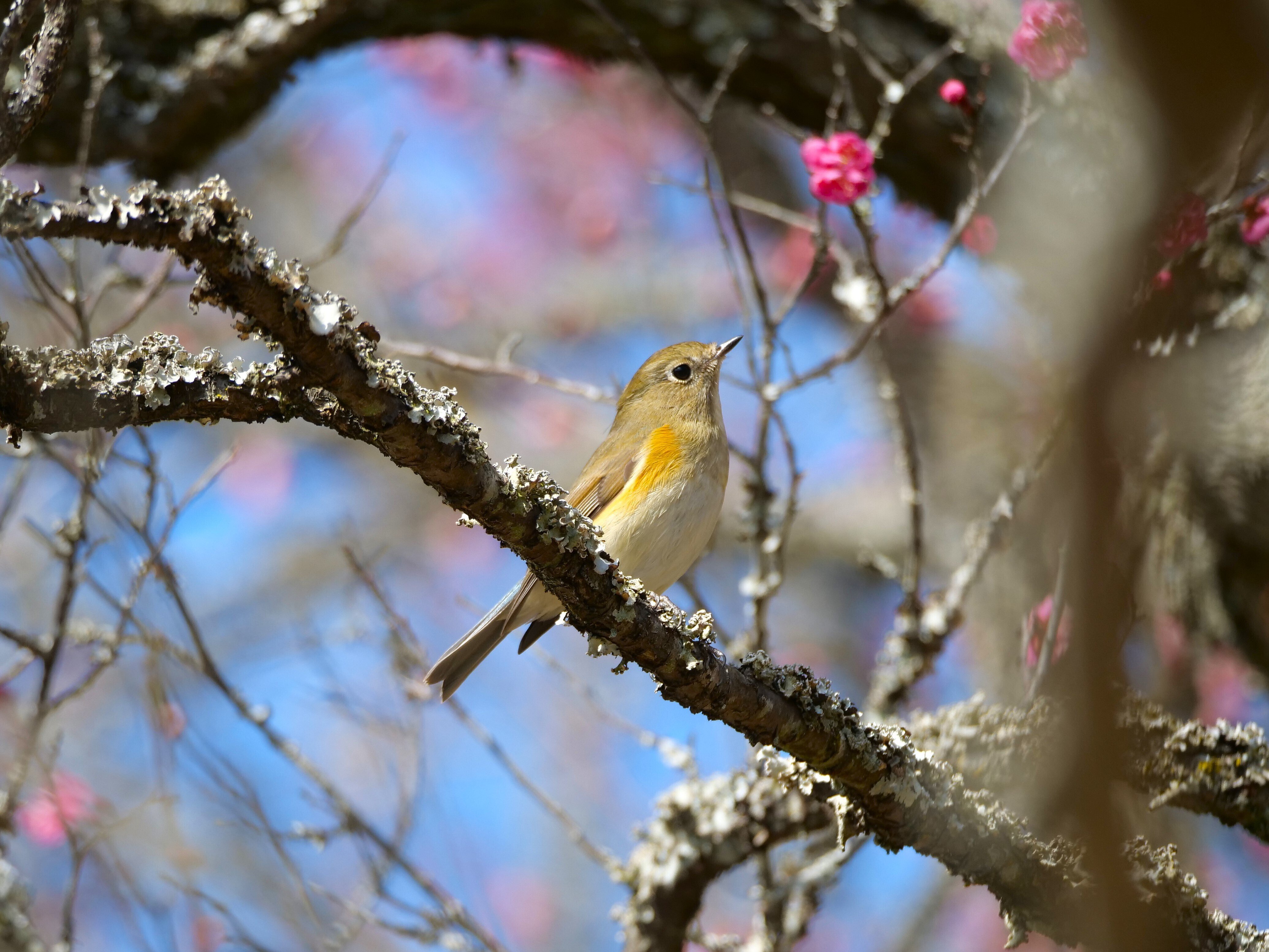 野鳥が好きです!#161「梅とルリビタキ♫」｜take 🎸全ての人が