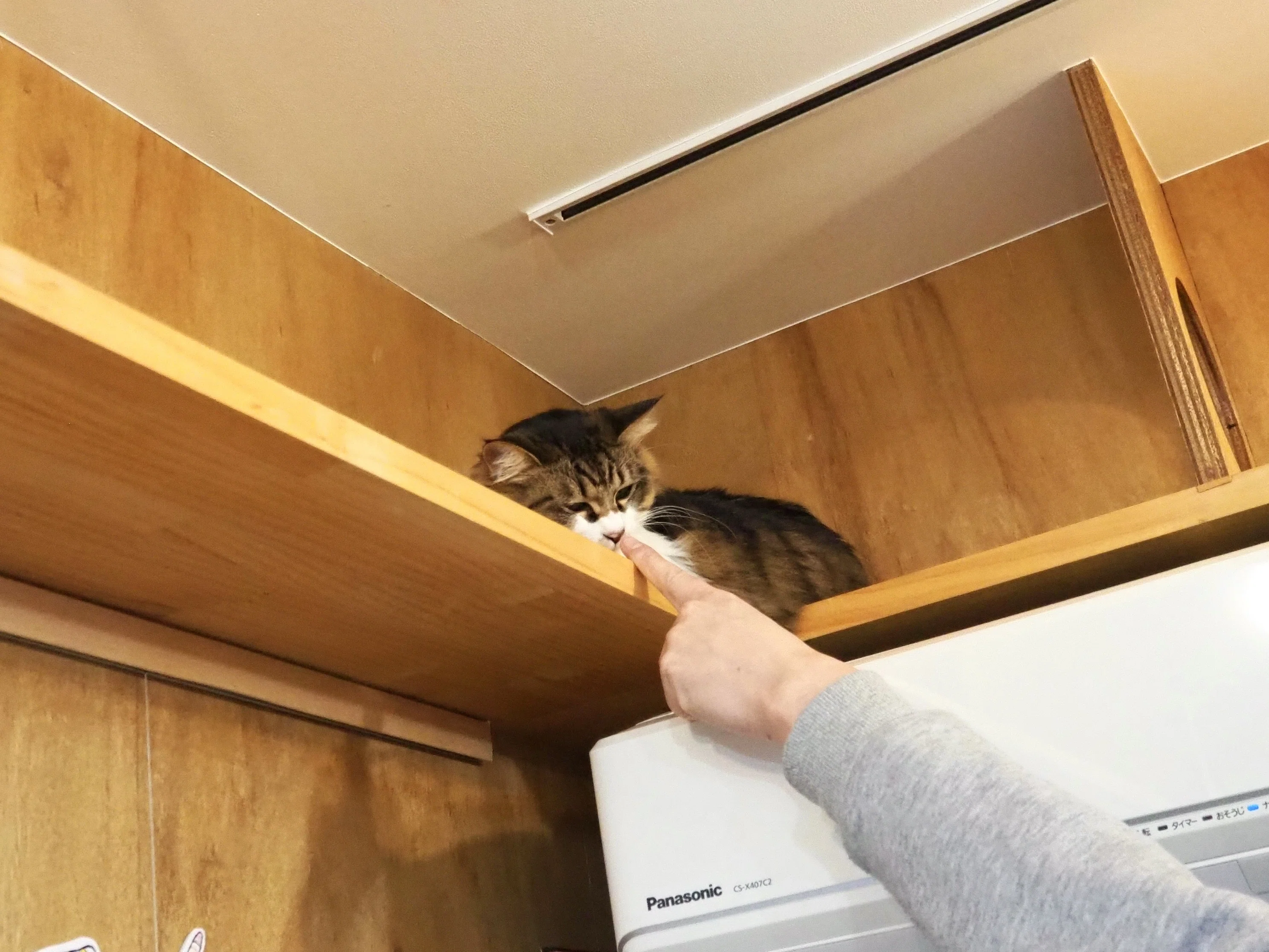 元保護猫が店員を務める猫本専門店『Cat's Meow Books』｜ねつせた！