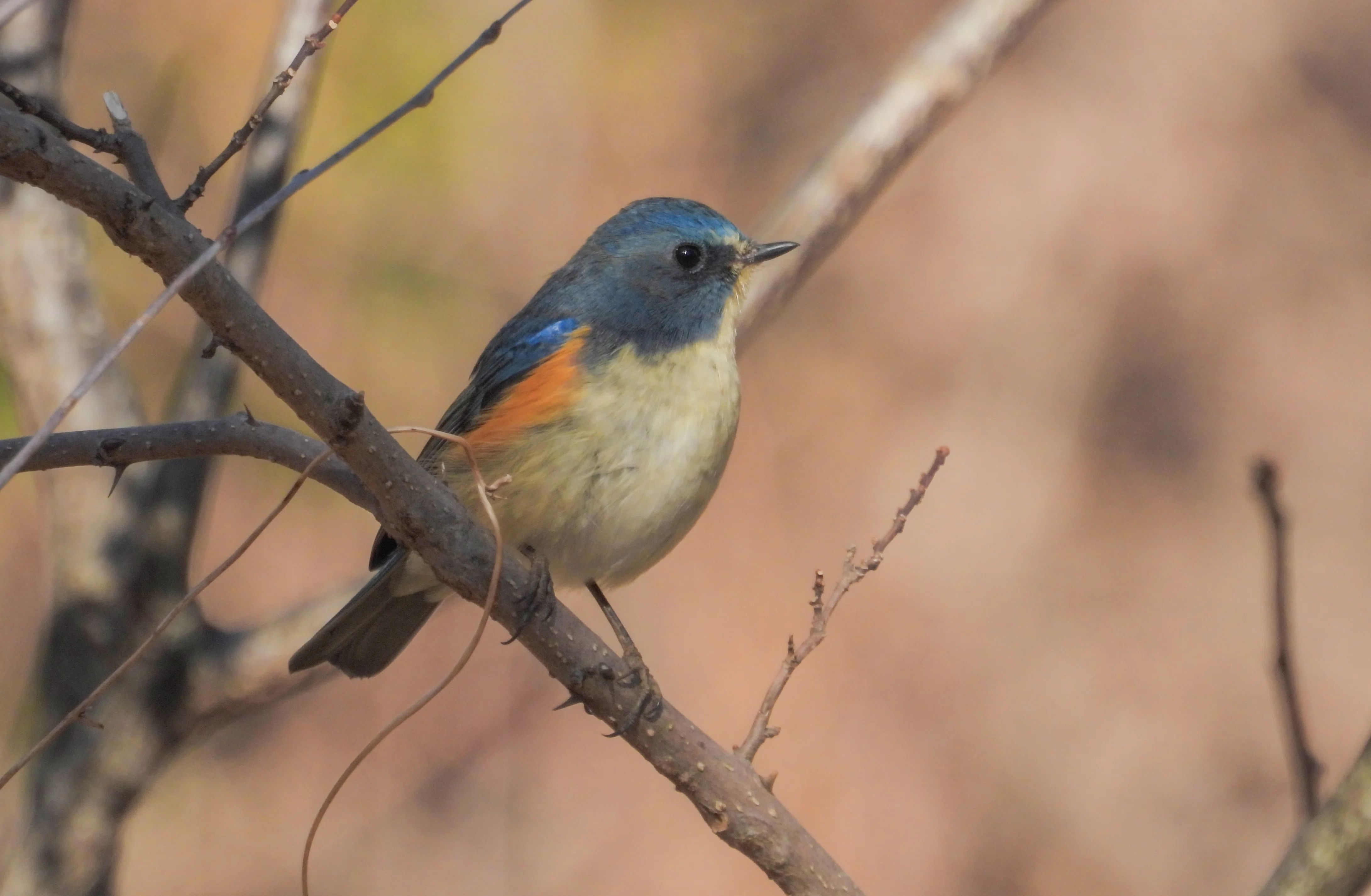 小宮公園と長沼橋上流付近(東京都)、1月中旬の探鳥散歩｜a little bird