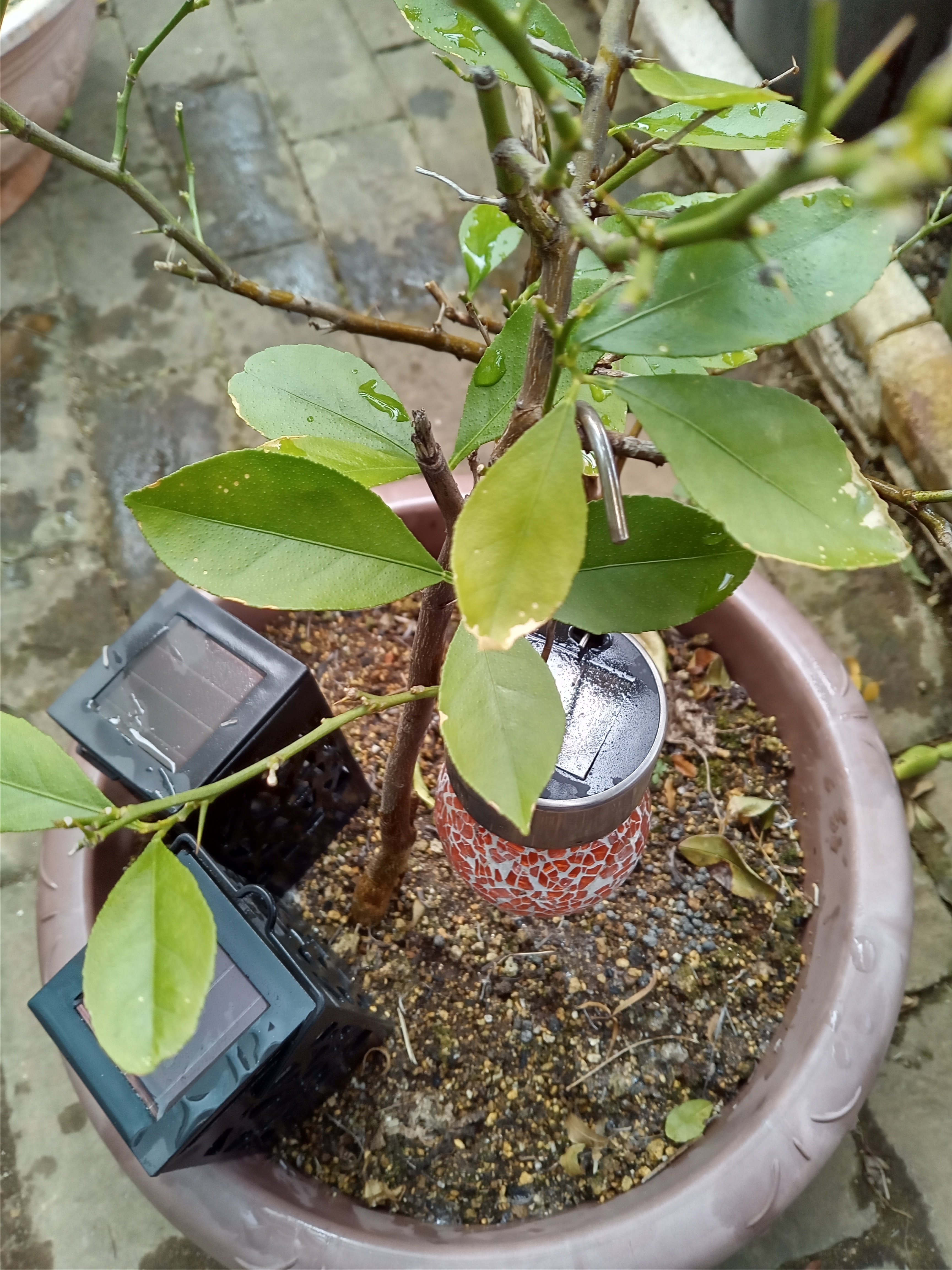 Lemon Tree|Hourglass Lemon Tree|Hourglass