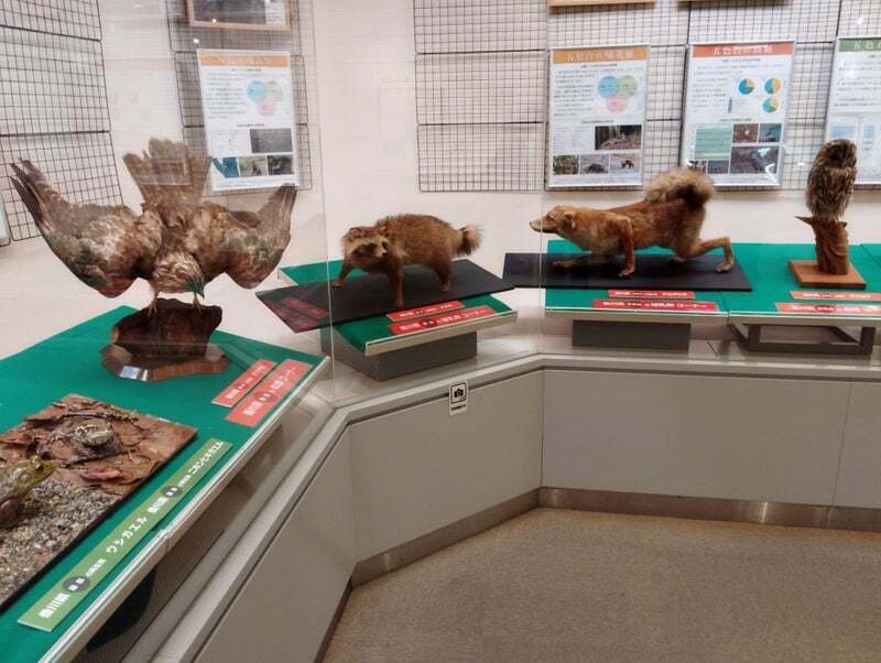 まちかど生き物標本展｜魚道部！/ 剥製師 力石眞弘 (ﾁｶﾗｲｼ ﾏｻﾋﾛ)