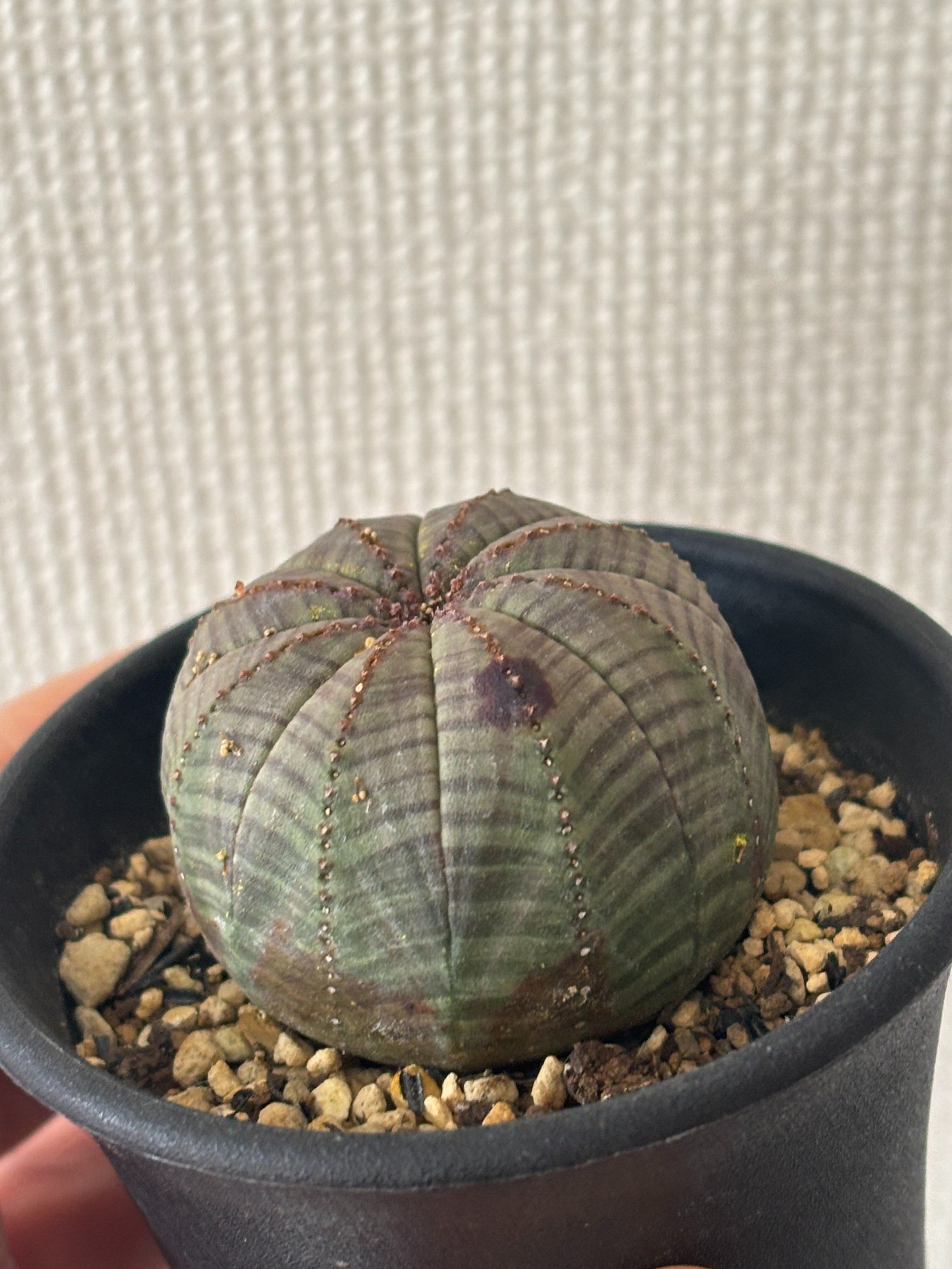 記録]オベサ⑥の成長記録（長男）｜園芸バタフライ