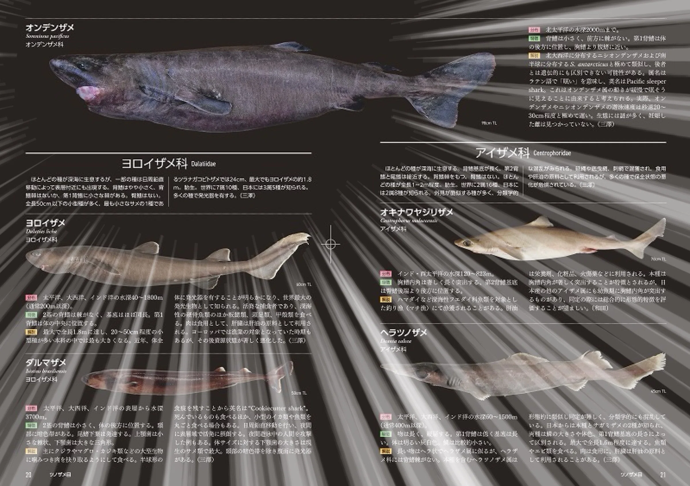 第2回 深海のサメには謎がいっぱい！ 水産資源研究センター・三澤 遼