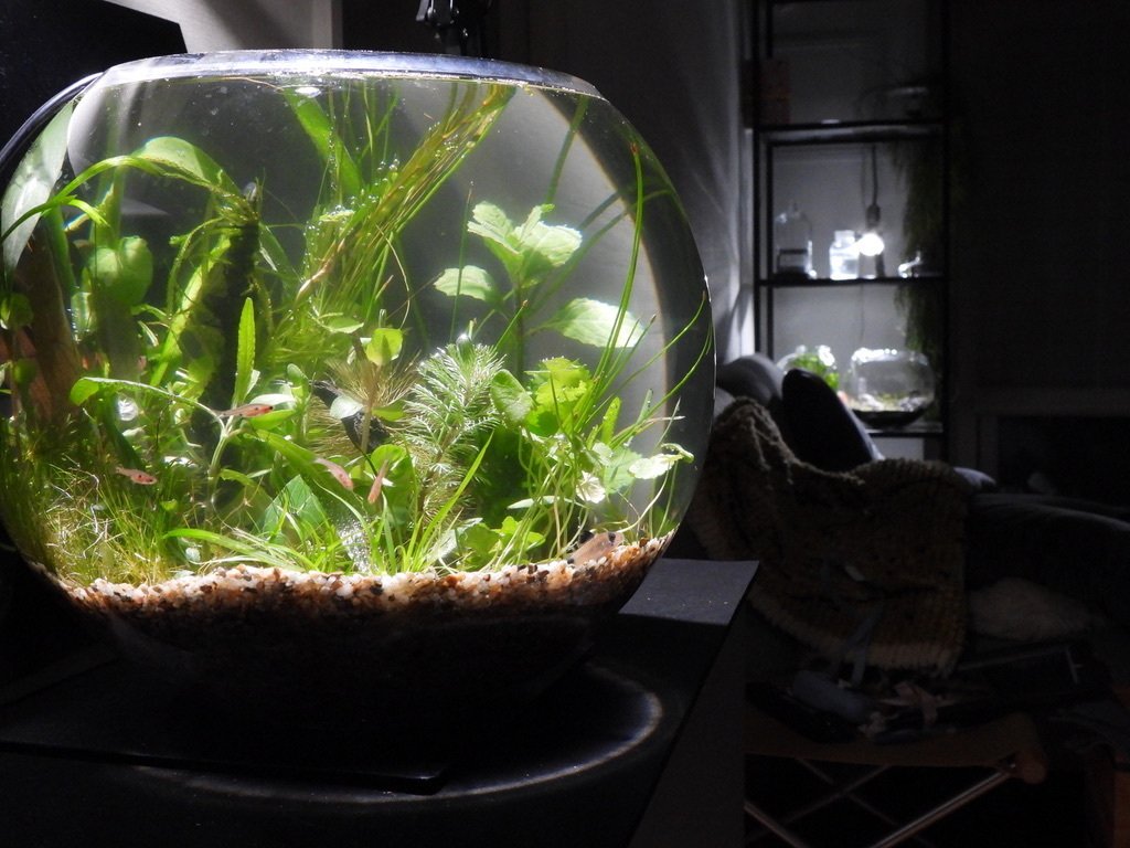 アクアリウム用品 引退品 まとめ売り おまけ付き(希望者