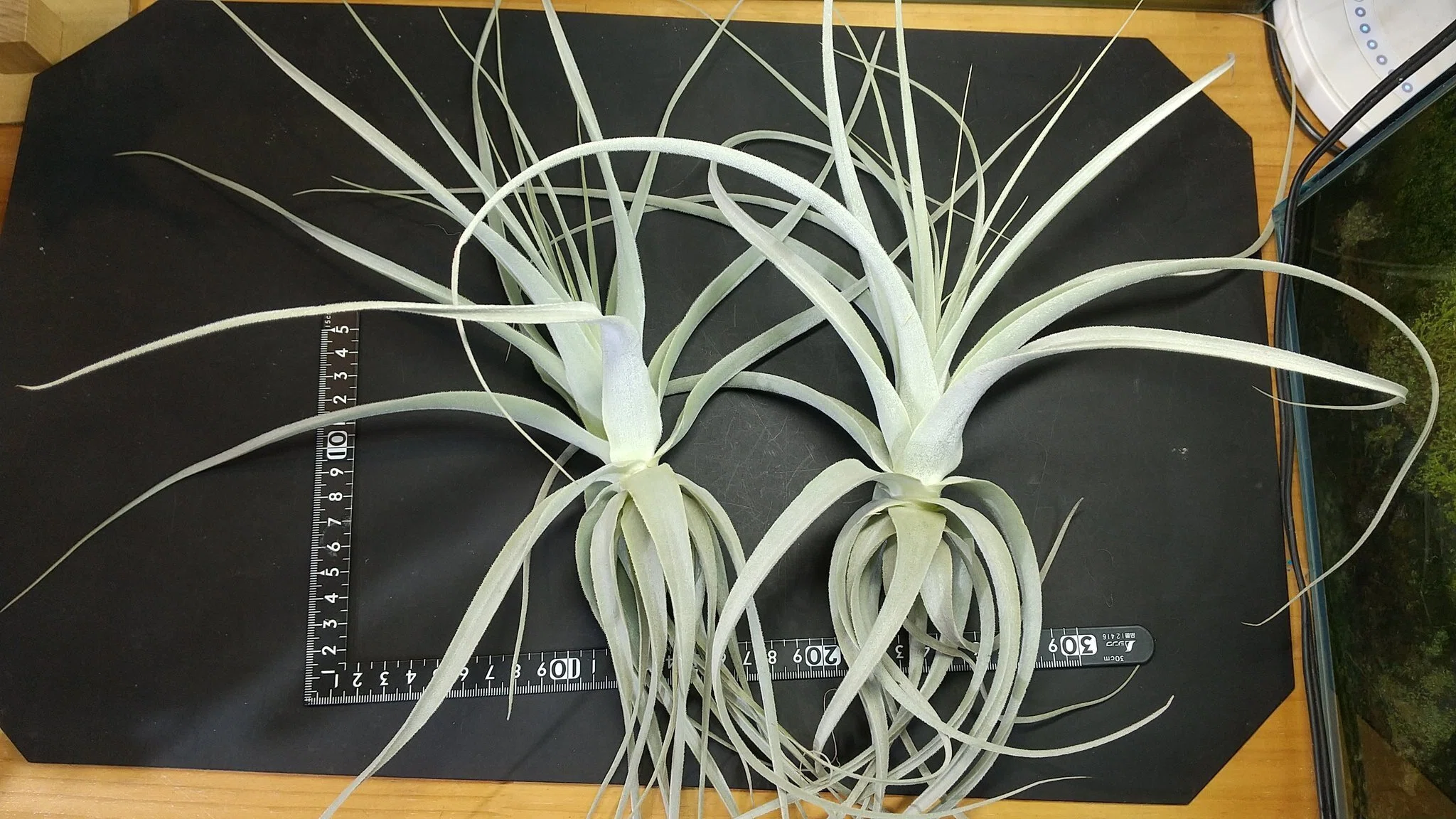 チランジア入荷リスト2/7｜NatureGarden🌿神田