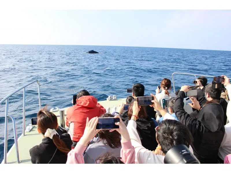 【那覇発】ホエールウォッチングツアー ＜1人1席＆全席前方向きシート＞