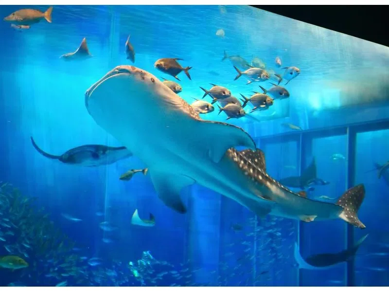 【沖縄北部・本部港発】ホエールウォッチング＆美ら海水族館チケット付き