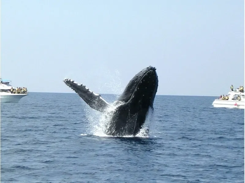 【那覇発】ホエールウォッチング＆美ら海水族館セットプラン