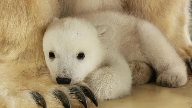 🇩🇪ハンブルクおススメ｜ハーゲンベック動物園｜私の秘密のヨーロッパ