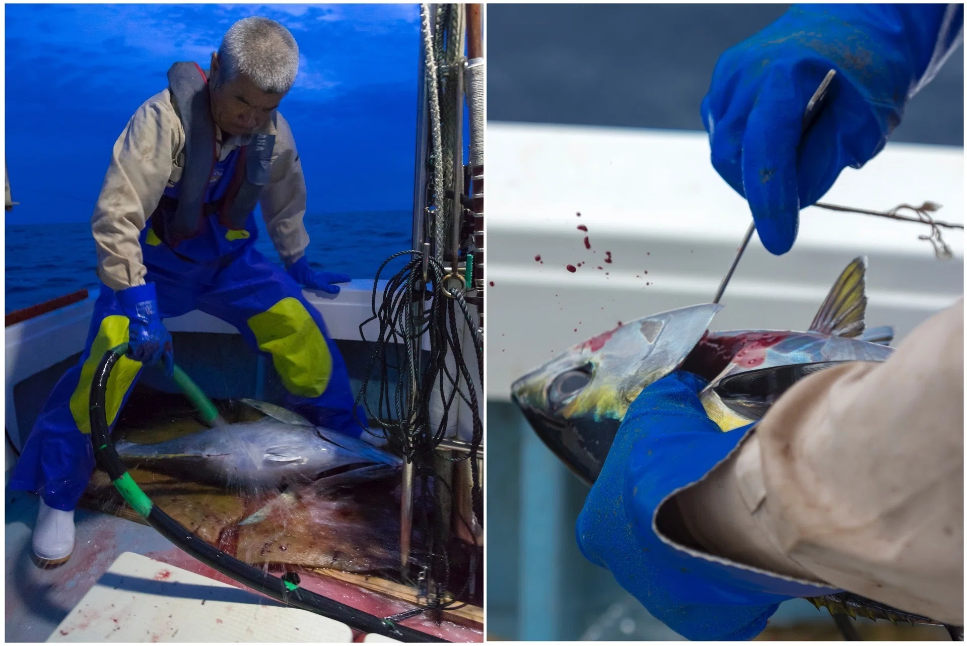 日向灘に魚を追う、脱サラ漁師の技術。 【ニッポンの魚獲り】｜ヤマハ