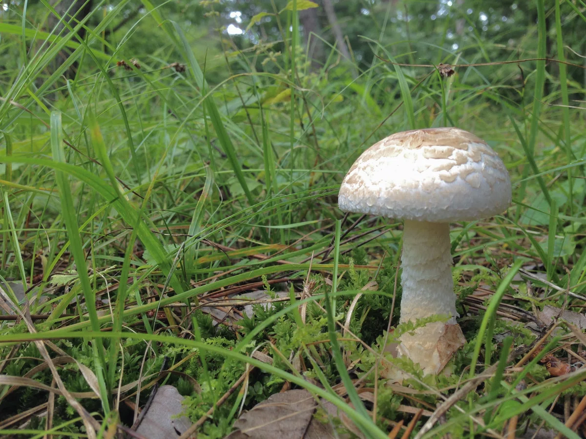 毒キノコを知る その1 致死性のキノコ|ゆたし