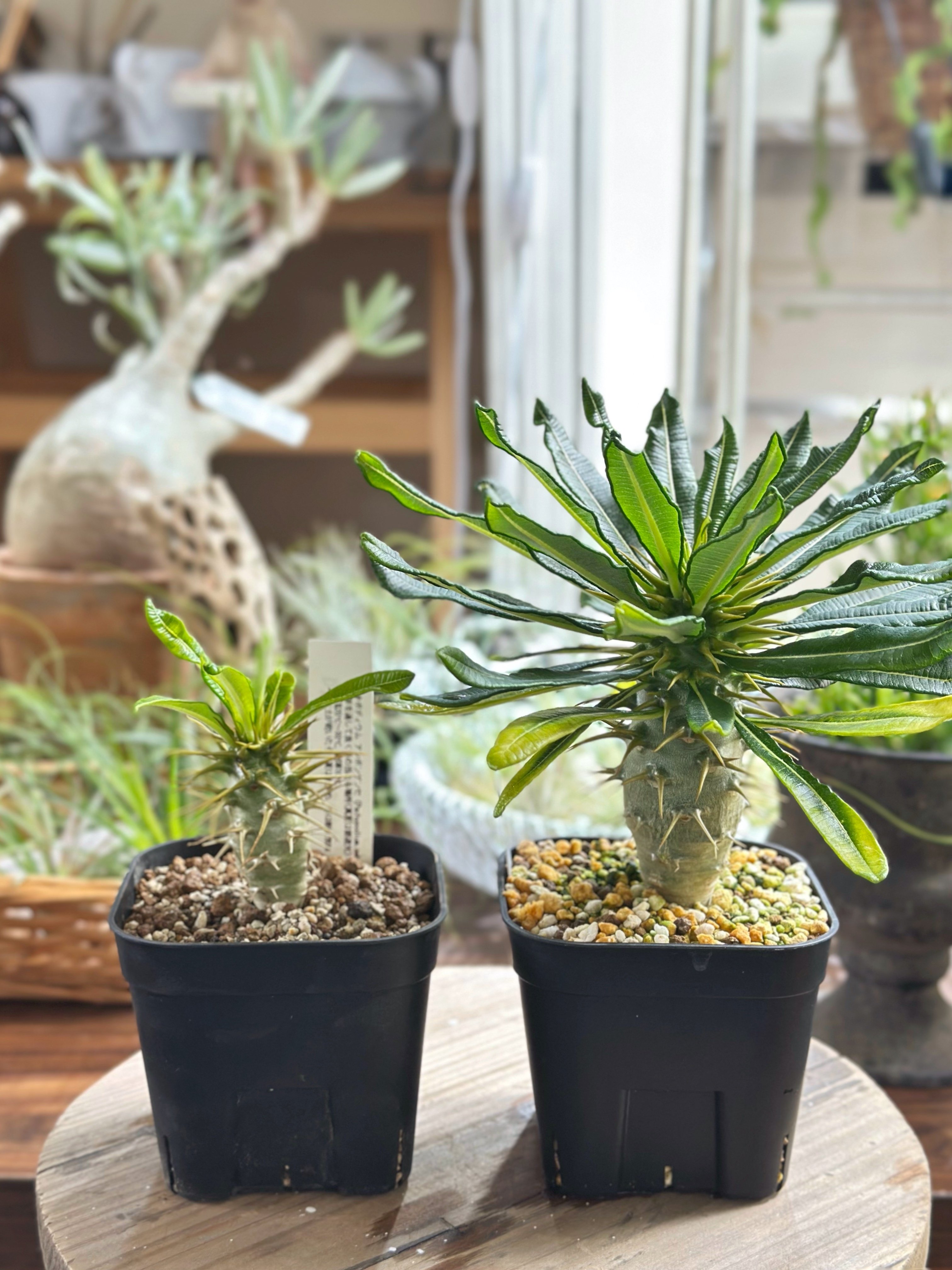 【美株】パキポディウムアンボンゲンセ 国内実生 塊根植物 サボテン コーデックス パキポディウム アンボンゲンセ 実生 Pachypodium ambongense. 塊根植物