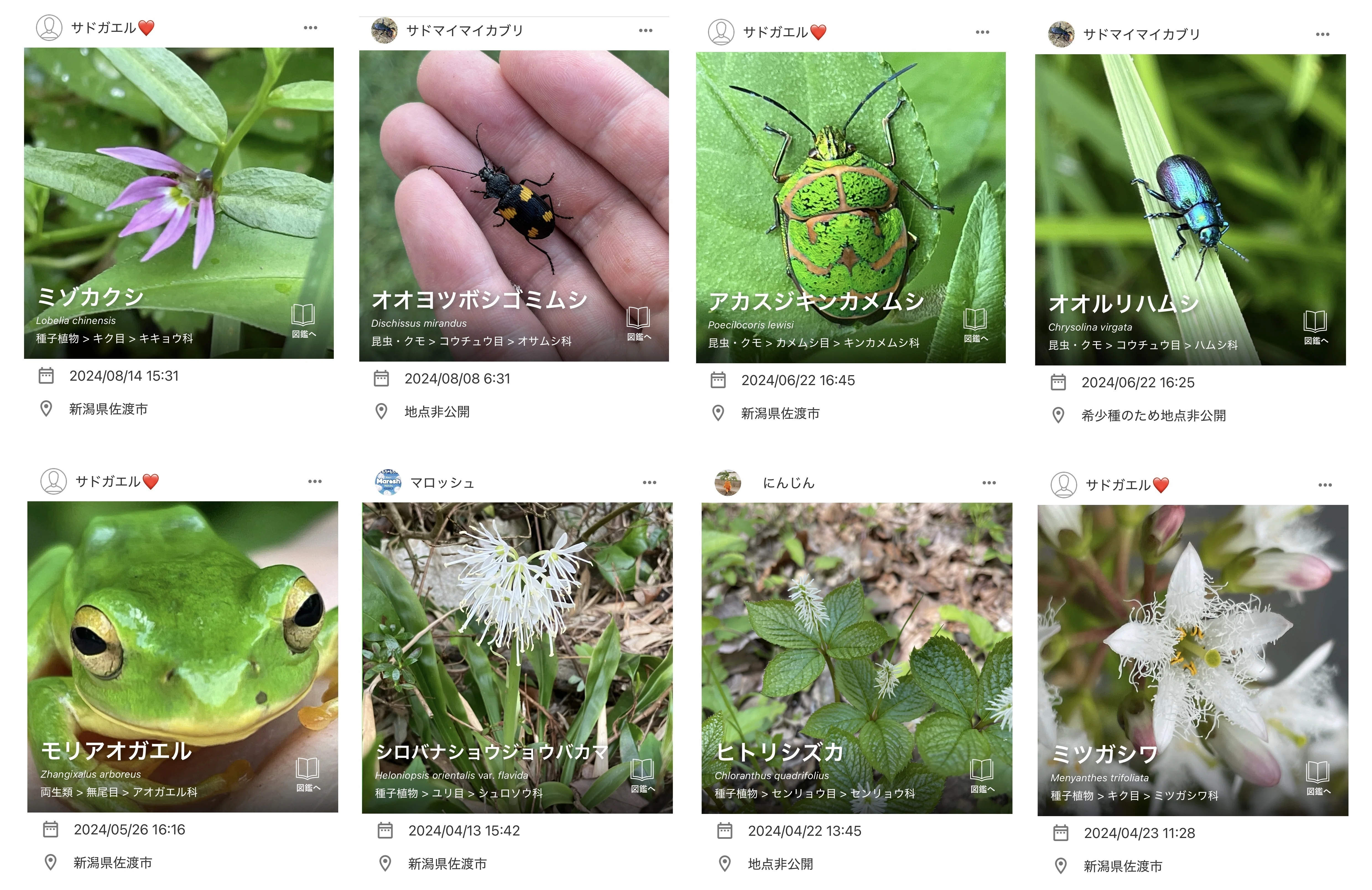 ネイチャー甲子園2024 生きもの調査部門 植物の部 第1位入賞！｜新潟