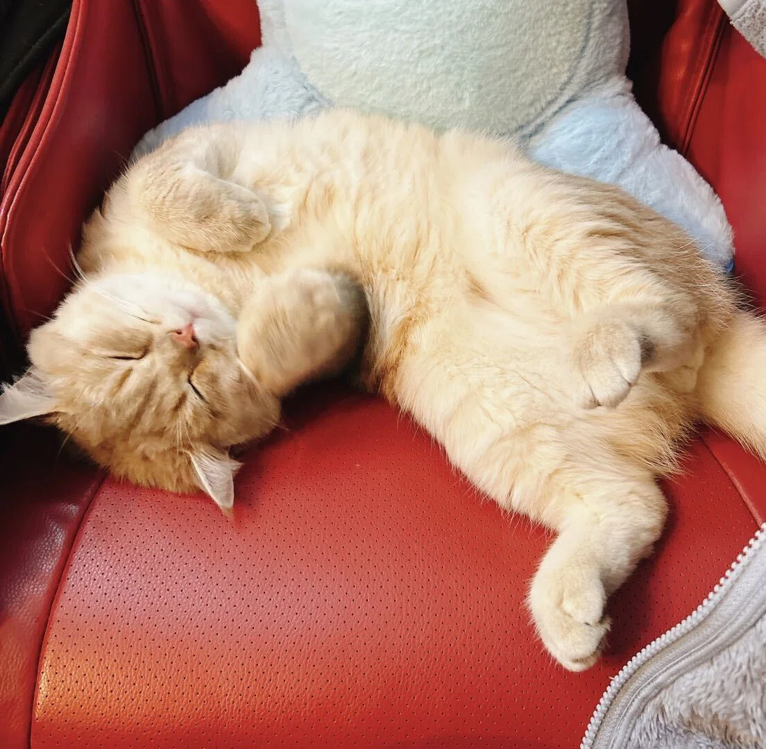 📅 猫の日特別企画🐱 もふもふ12選！社員のねこちゃん大集合💕｜東証