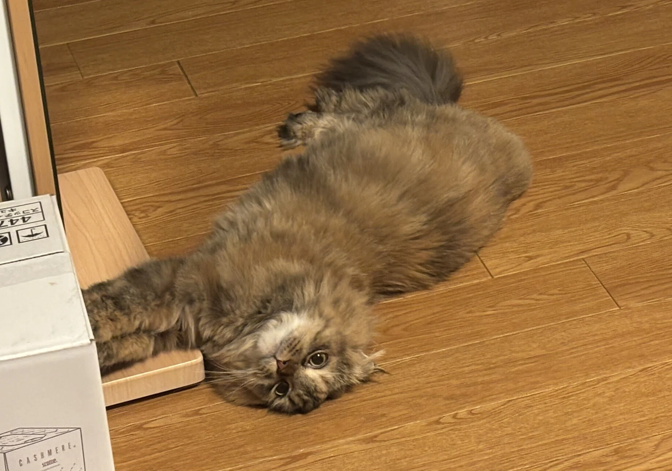 📅 猫の日特別企画🐱 もふもふ12選！社員のねこちゃん大集合💕｜東証