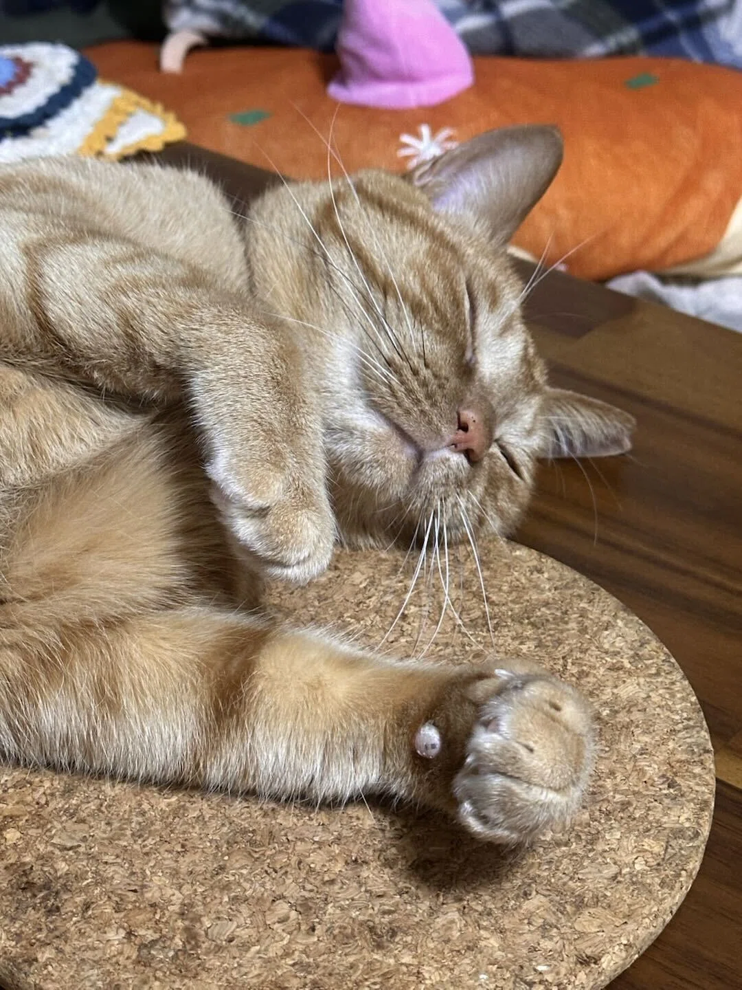 📅 猫の日特別企画🐱 もふもふ12選！社員のねこちゃん大集合💕｜東証